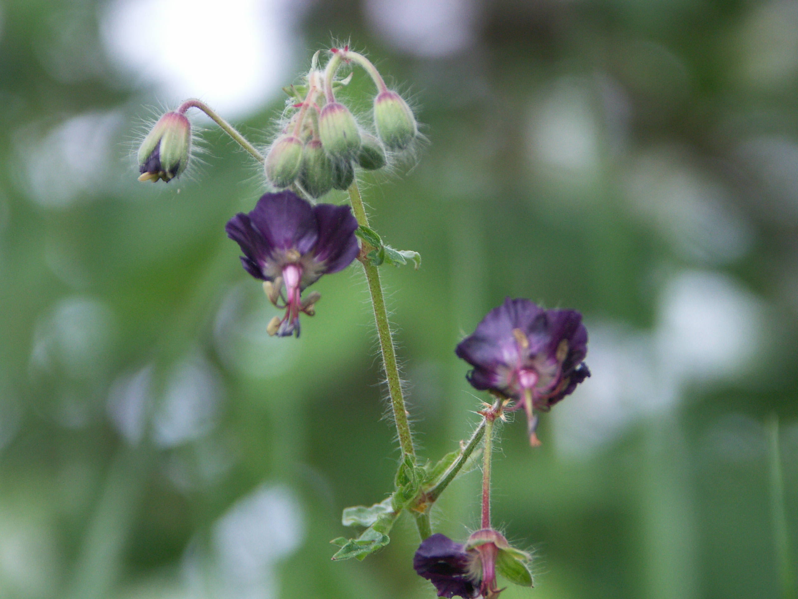 27052015104450 2763 art 1718 geranium phaeum