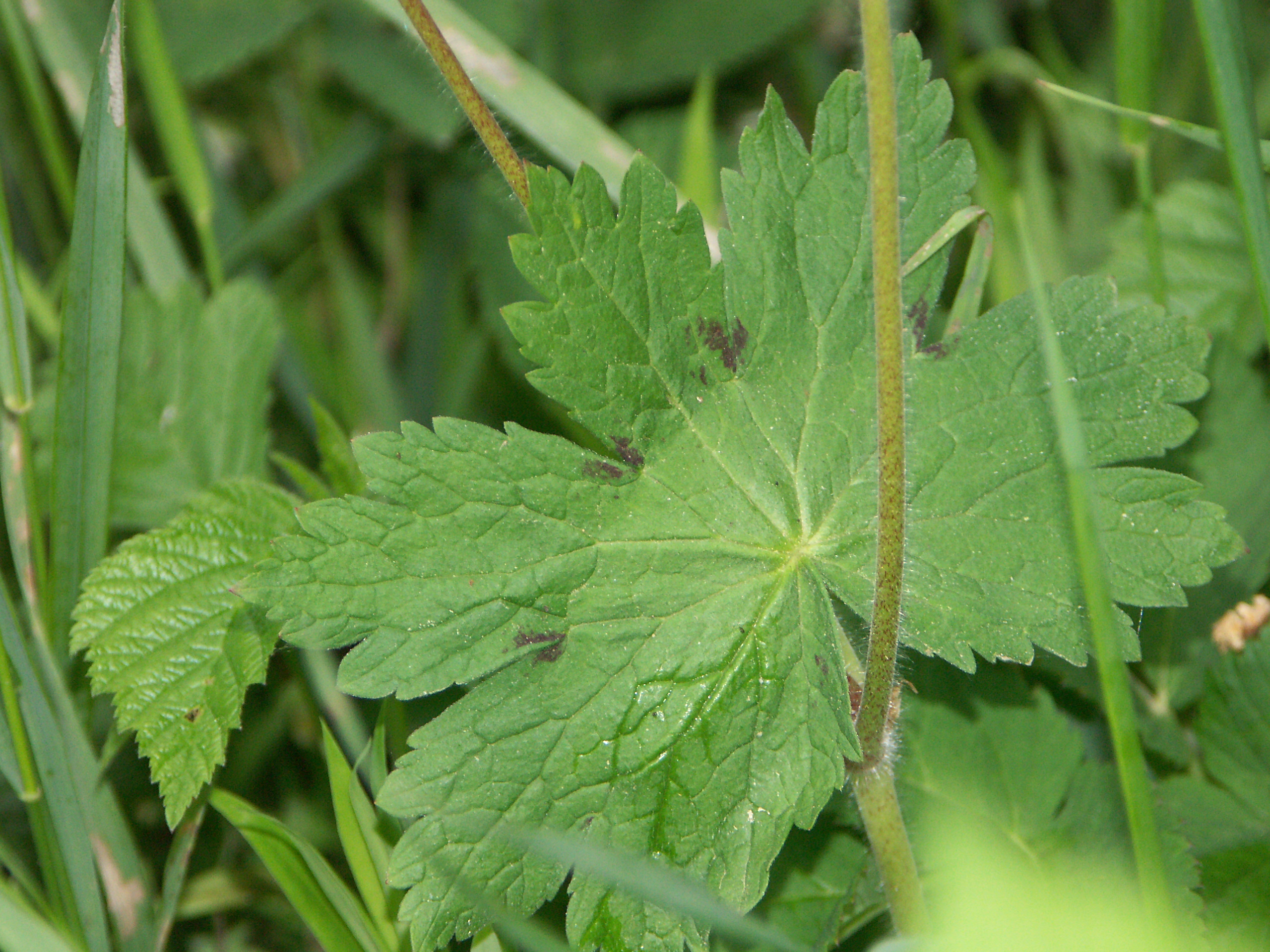 27052015104613 2764 art 1718 geranium phaeum grundblatt