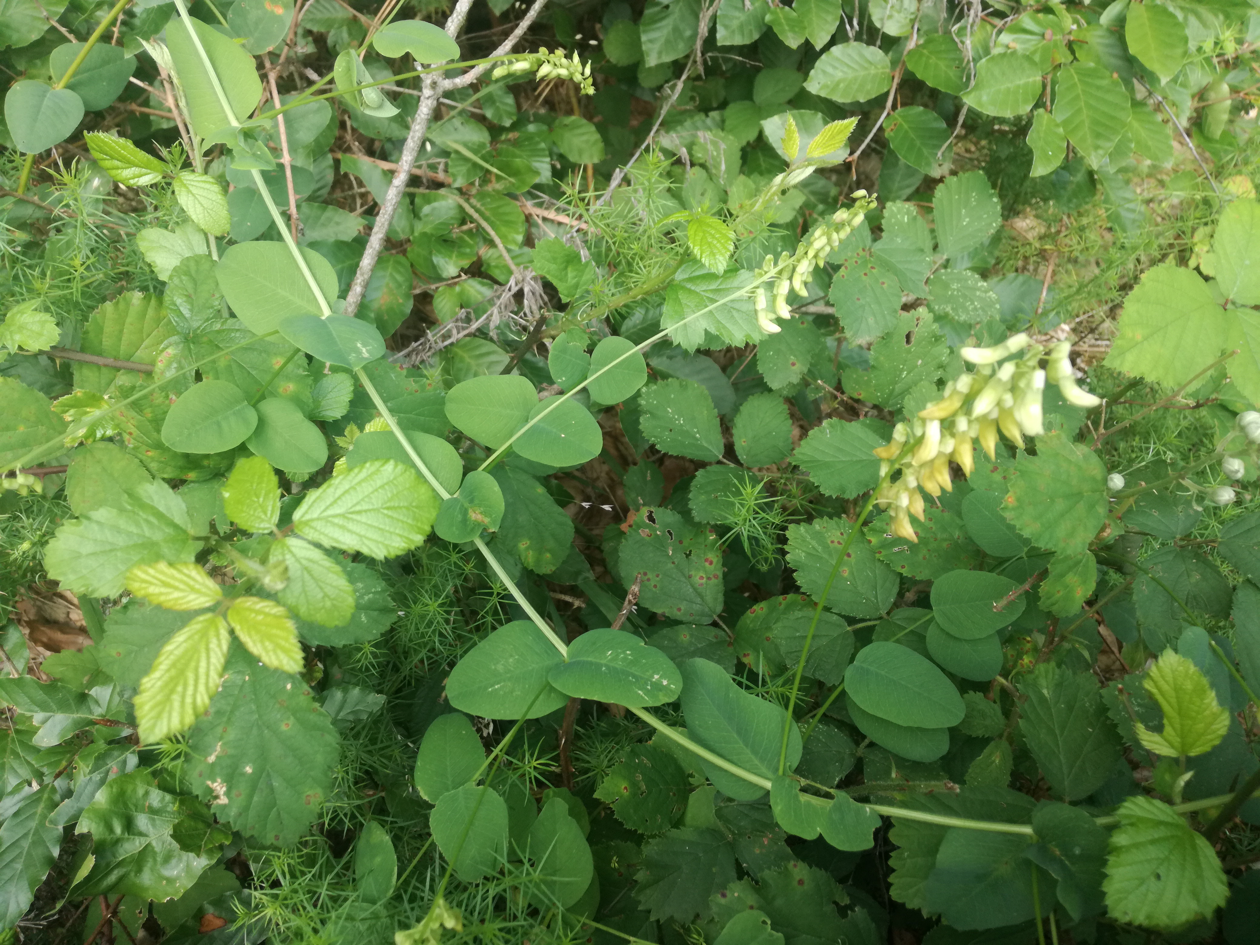 27062018192453 3767 art 2124 img 20180625 183642