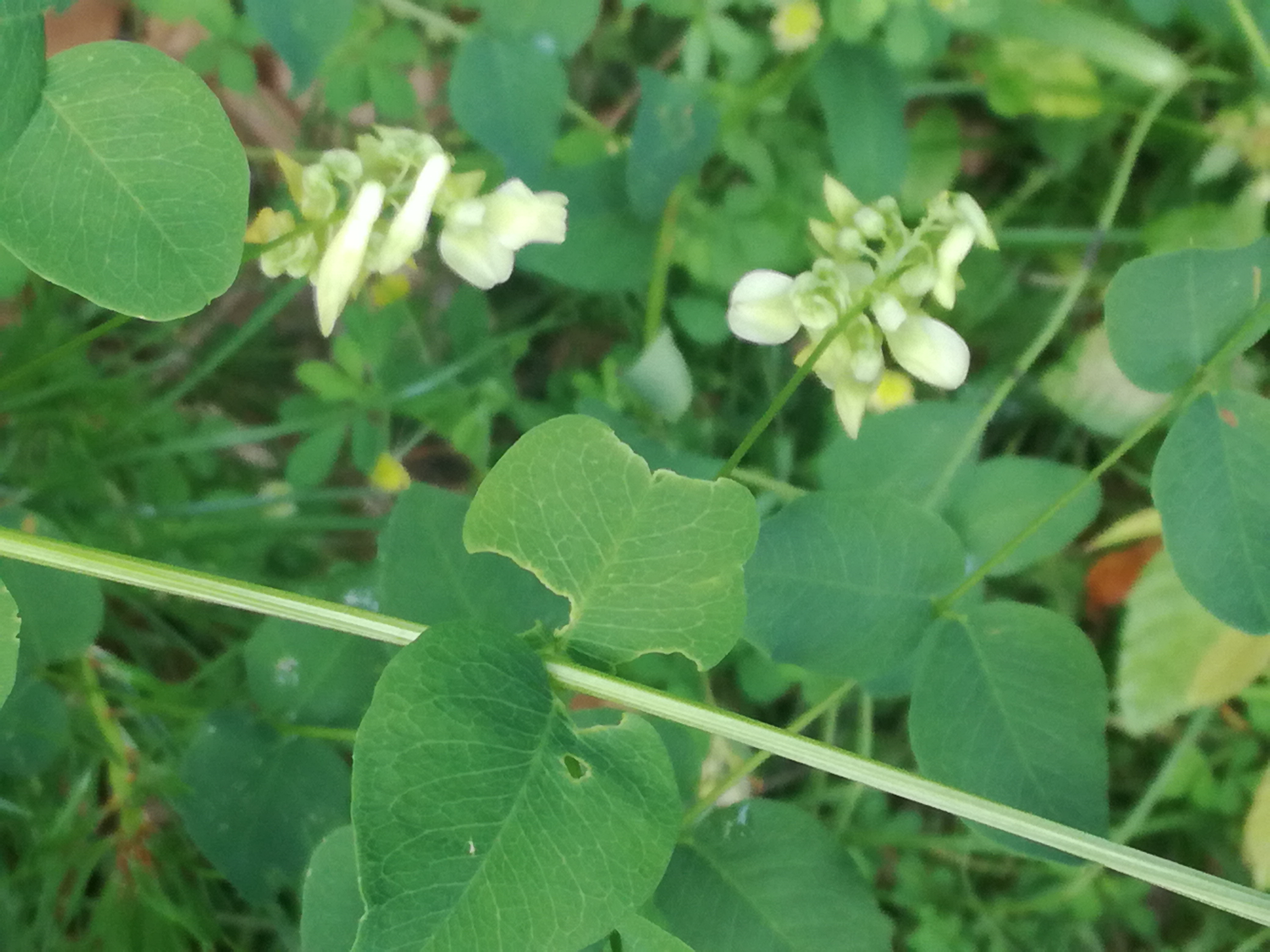 27062018192710 3768 art 2124 img 20180625 183954