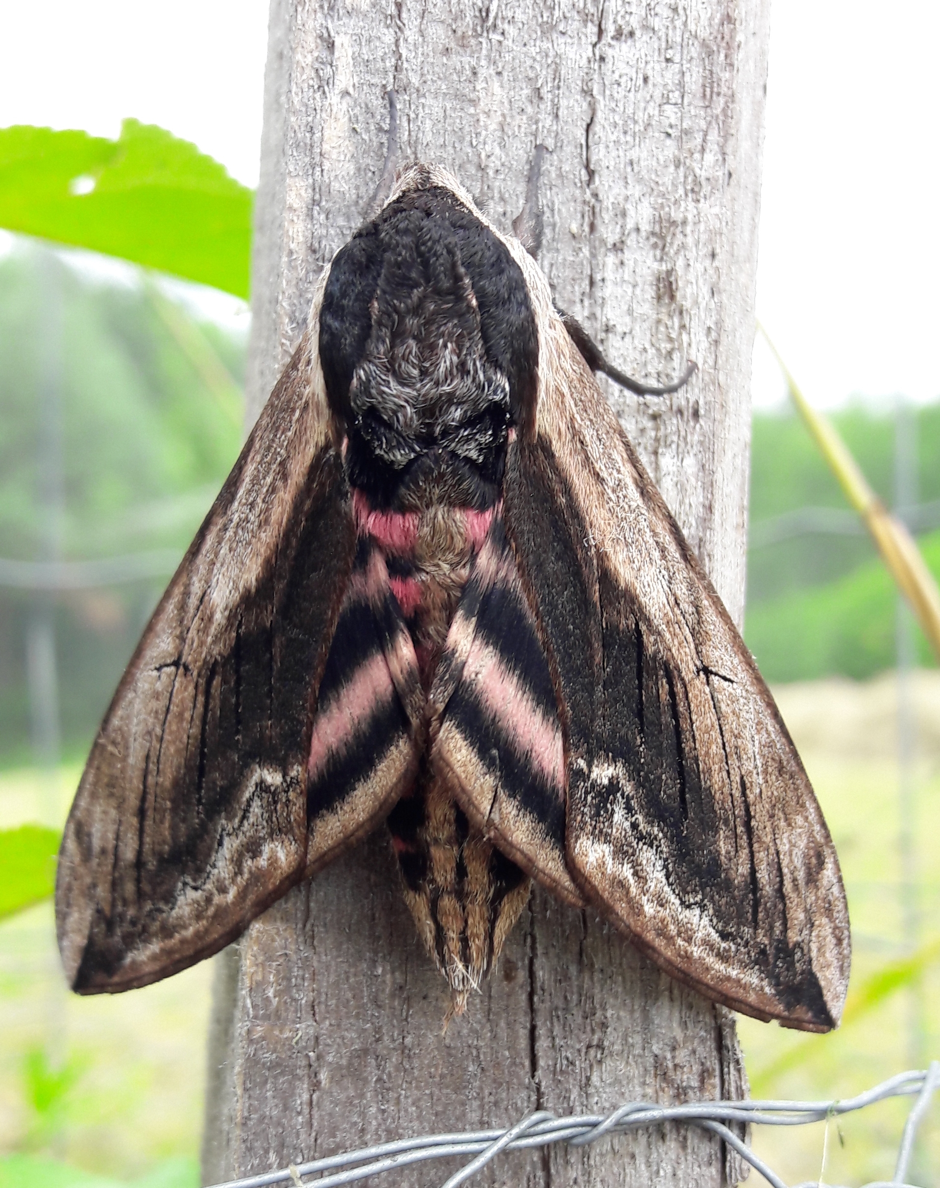 27062018202047 3771 art 2257 ligusterschwarmer lenz