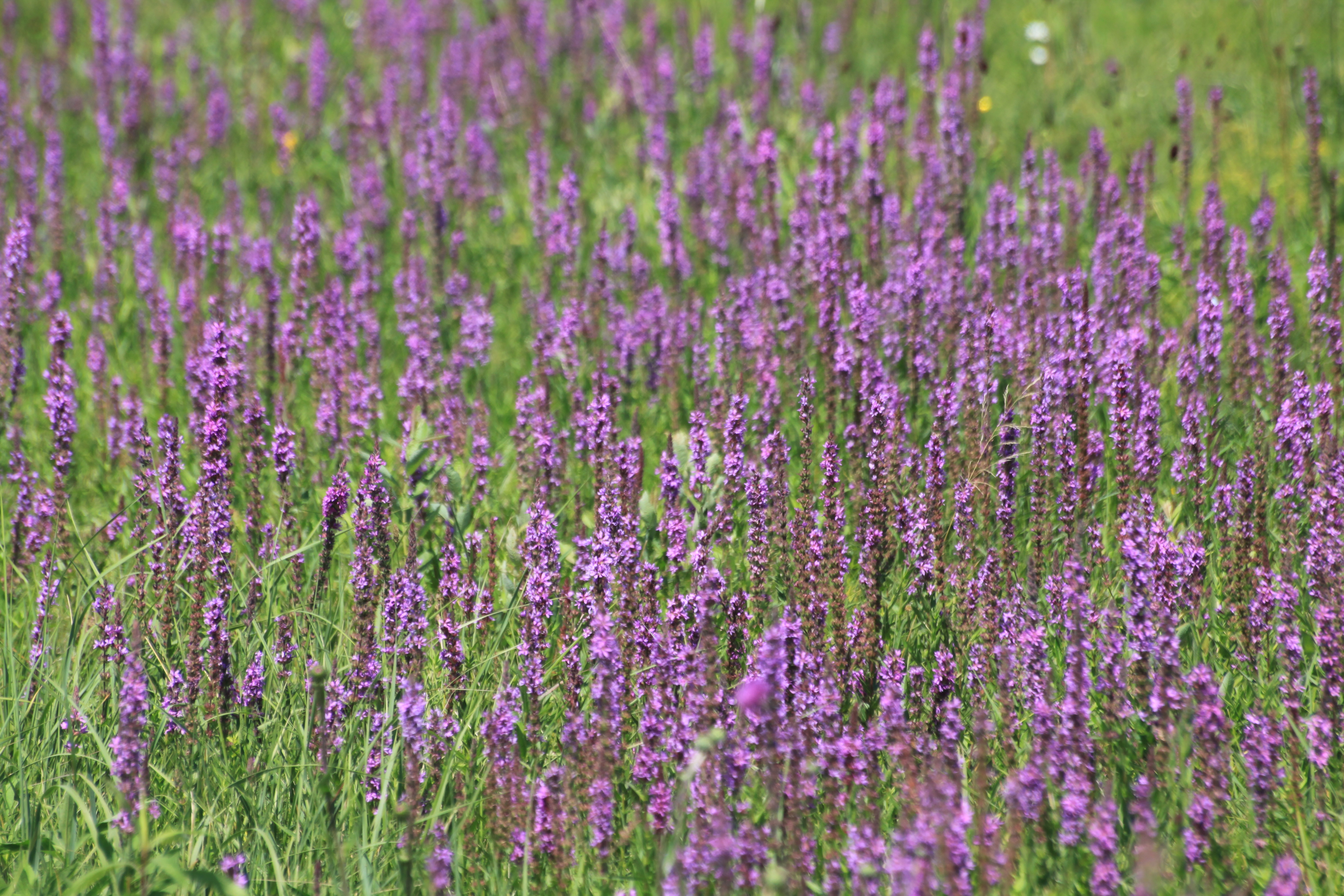 27072013185441 1189 art 917 lythrum salicaria urbersdorf stremtal 01 294