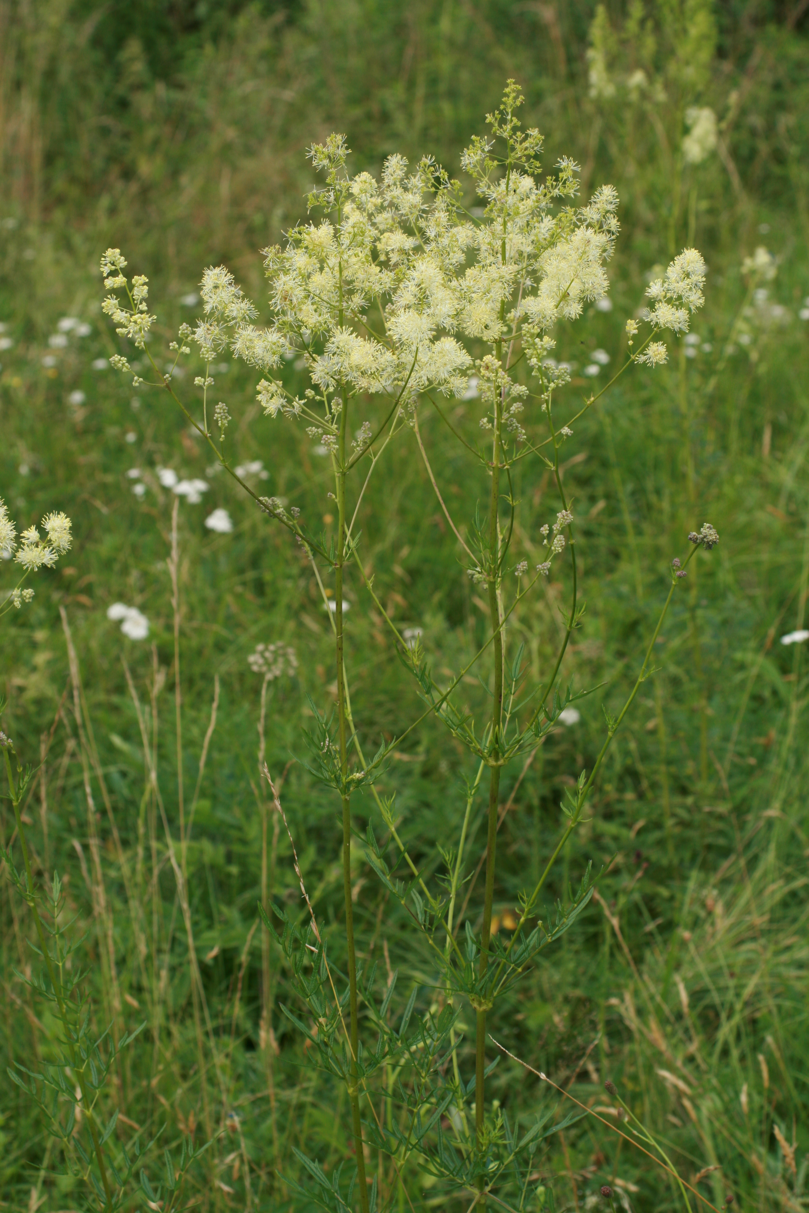 27072013213018 1190 art 1054 thalictrum lucidum worth a lafnitz bild 001 52