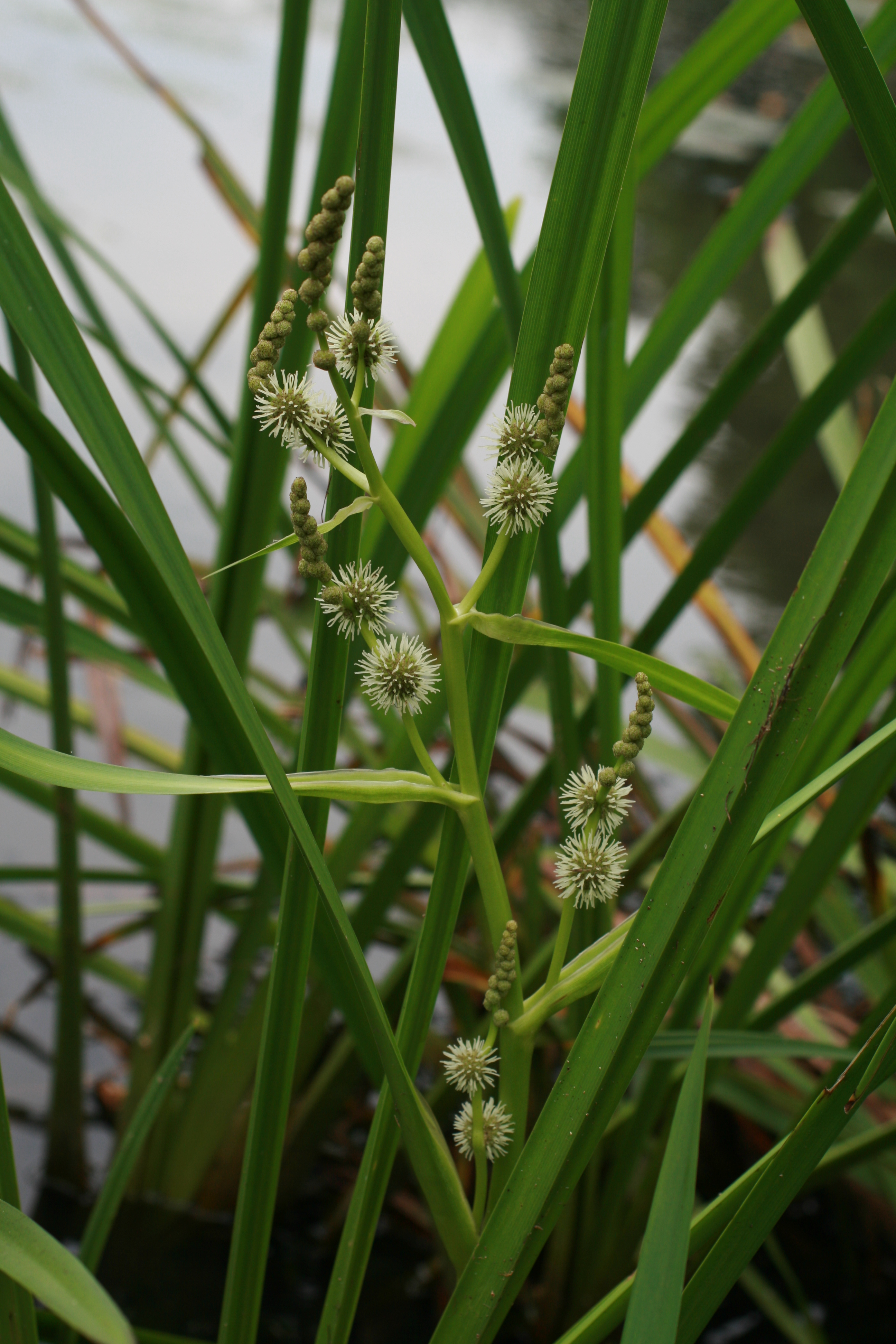 27072013213308 1191 art 1053 sparganium erectum agg halbenrain herrschatfsteich zxy 096 6