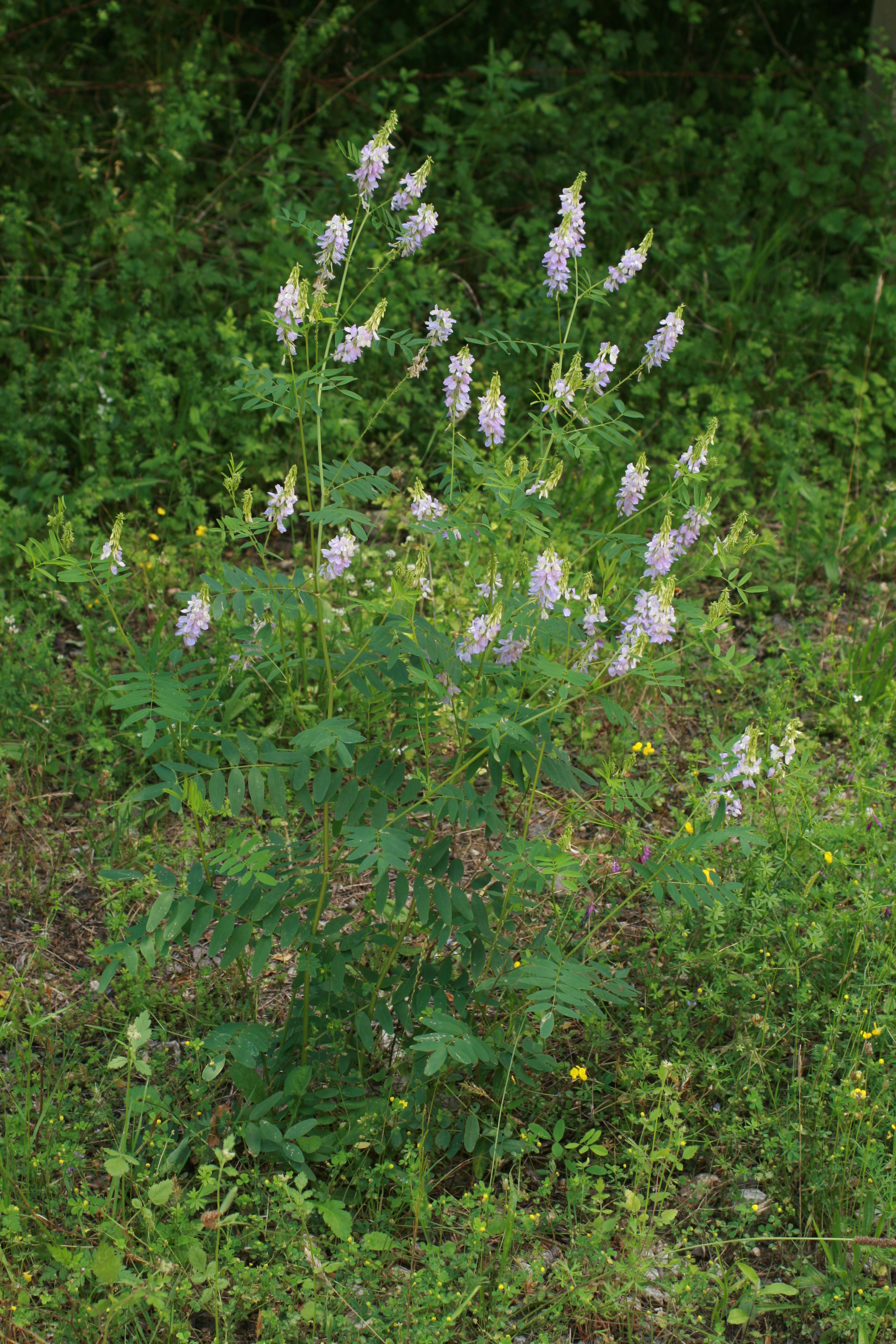 27072013213827 1192 art 1051 galega officinalis ponikve krk cro bild 480 77