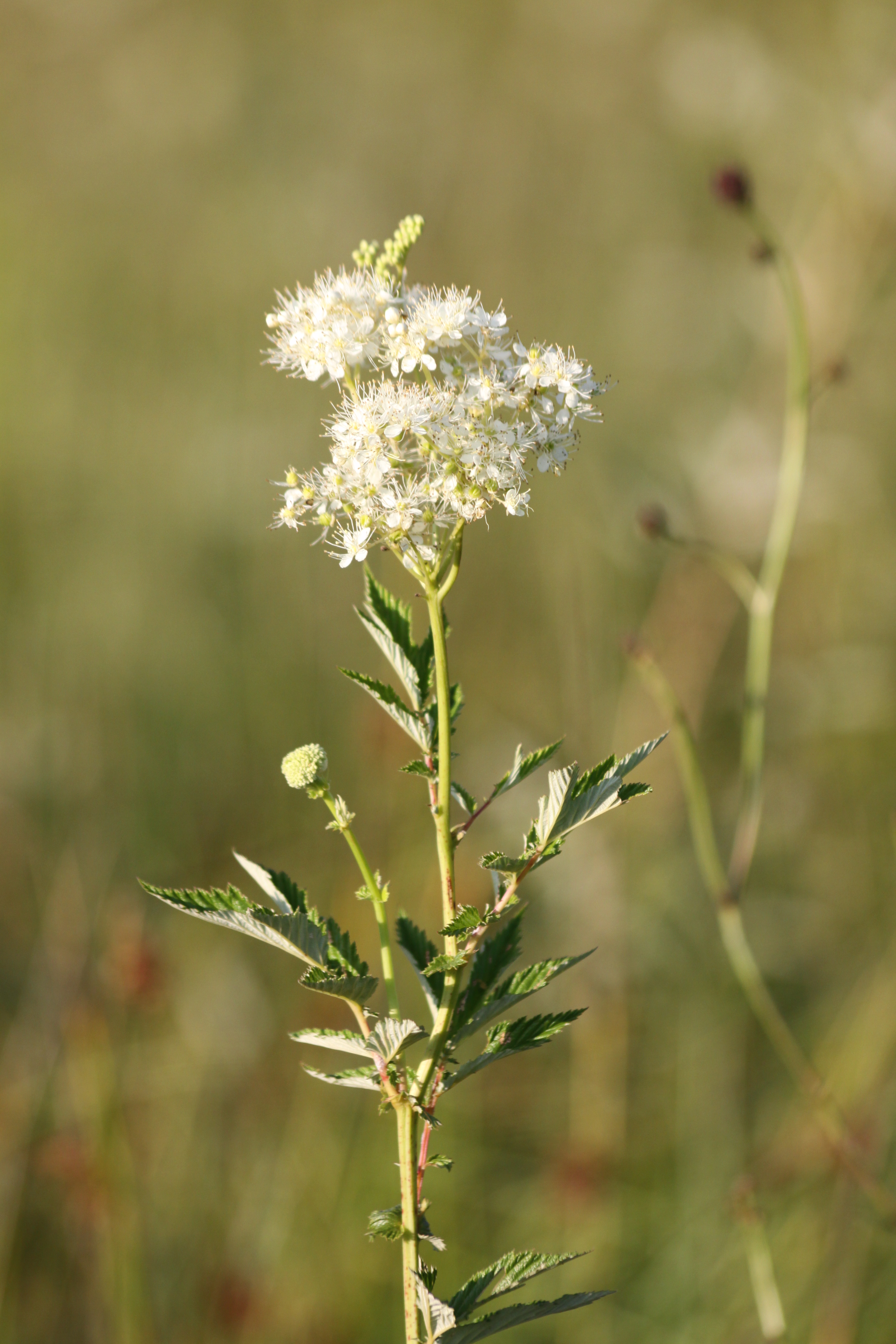 27072013214415 1193 art 1050 filipendula ulmaria worth a d lafnitz 88 69