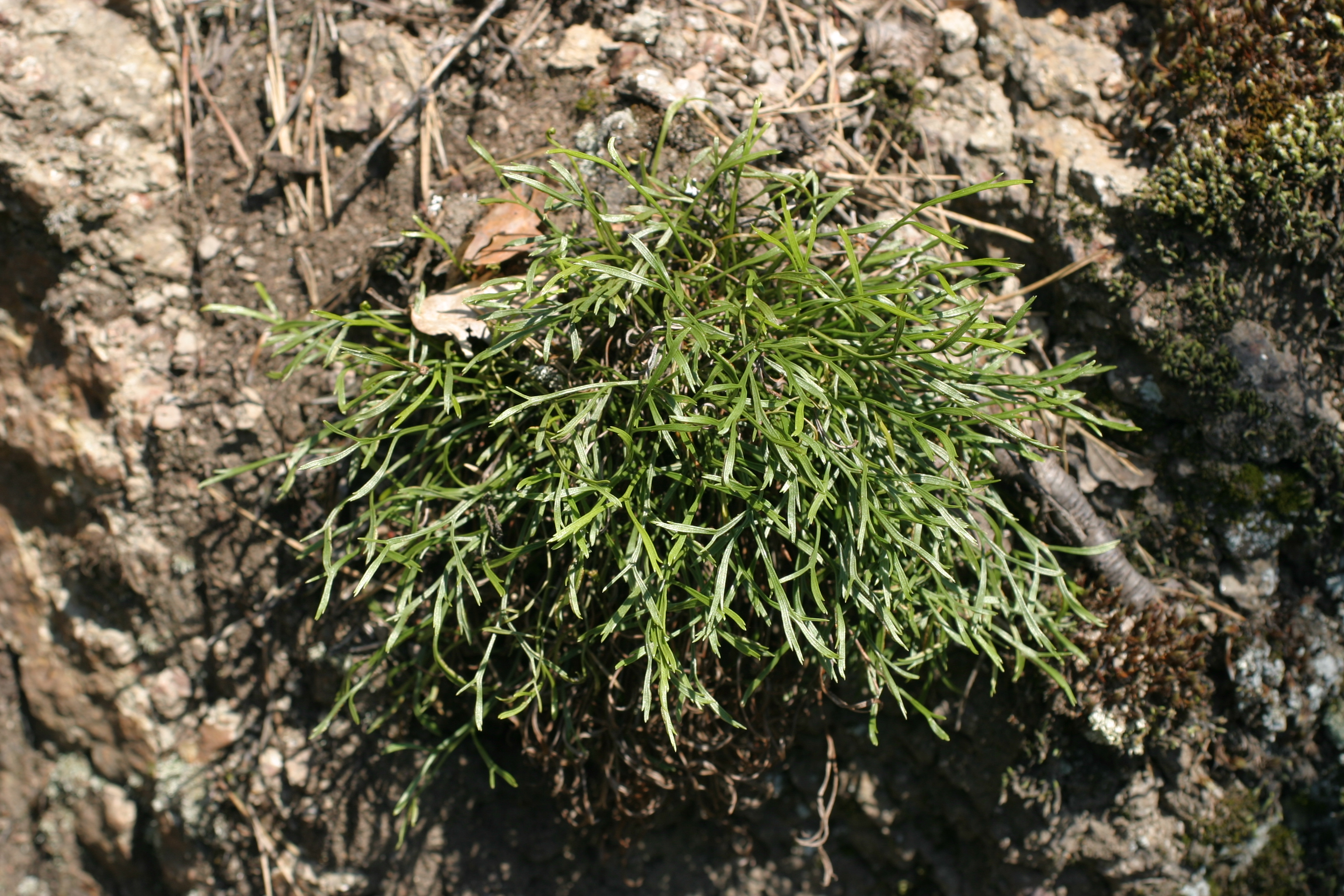 27072013222142 1198 art 1043 asplenium septentrionale klausen img 2384 1