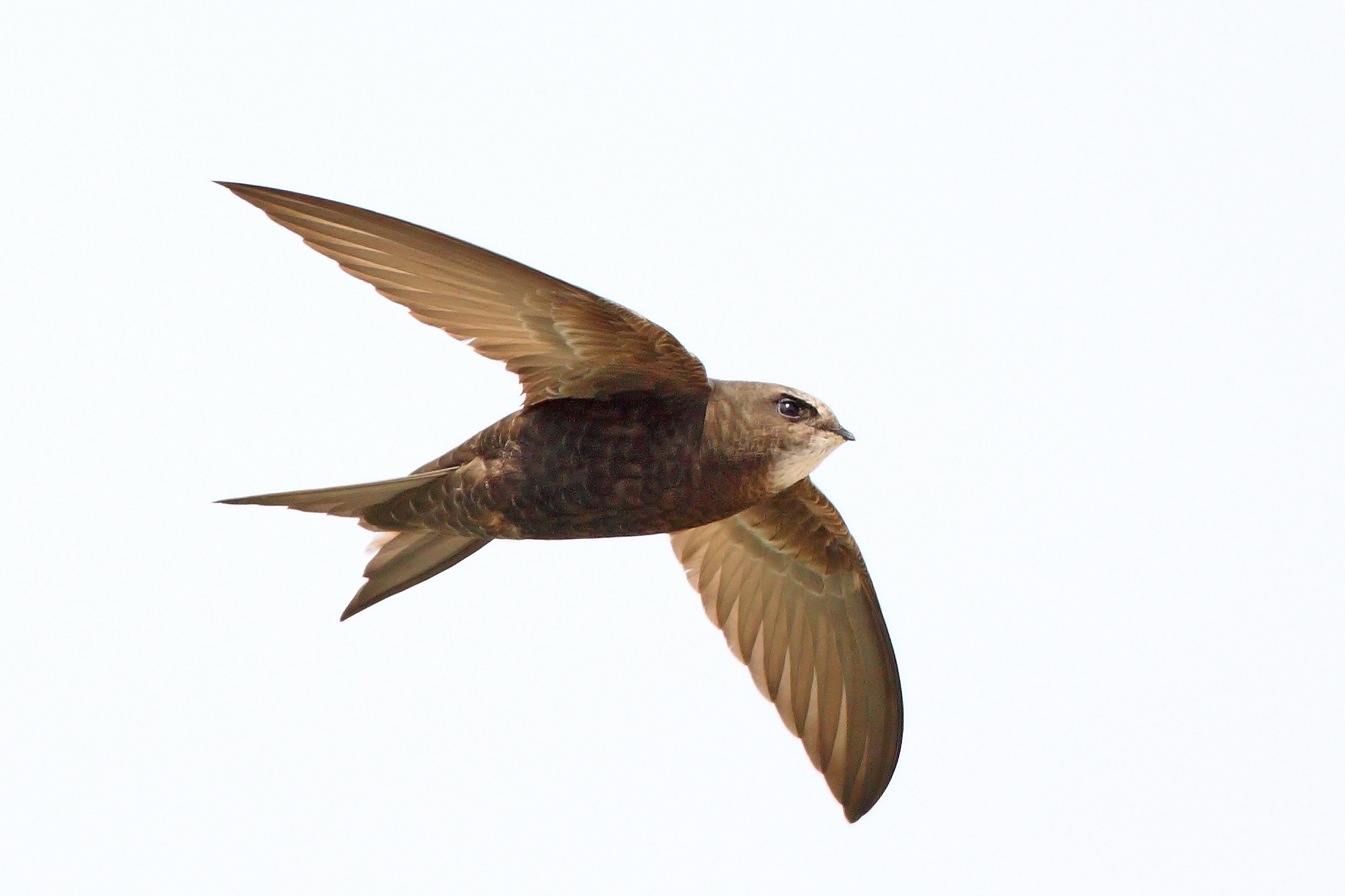 27082013150648 1622 art 1285 mauersegler