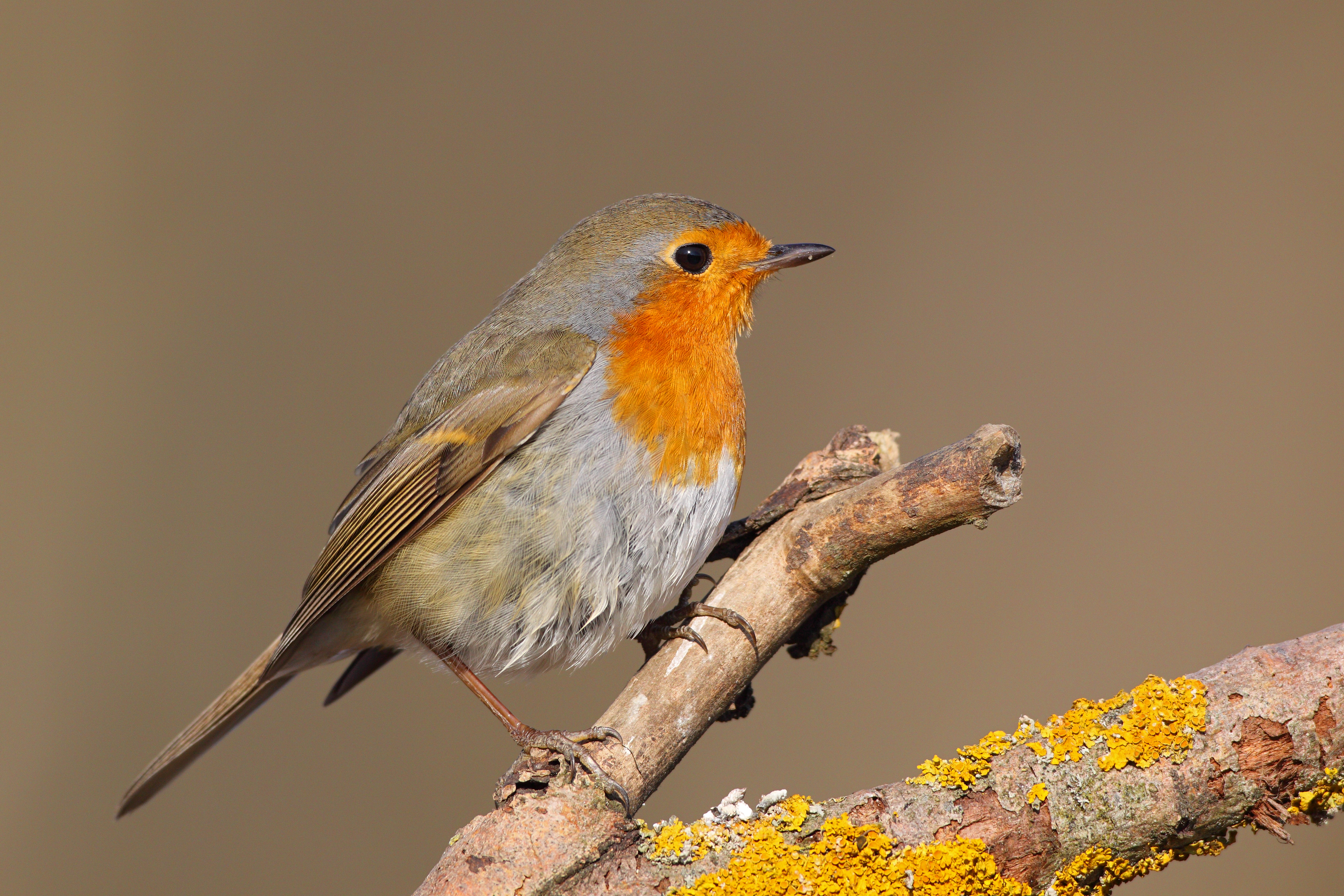 27082013151105 1623 art 1286 rotkehlchen