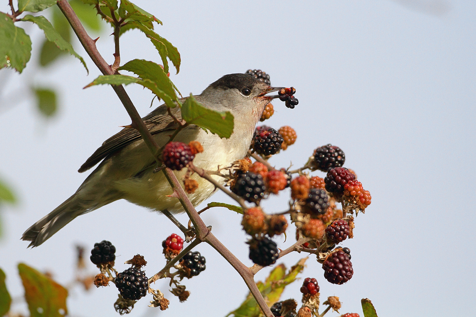 27082013151706 1624 art 1287 monchsgrasmucke