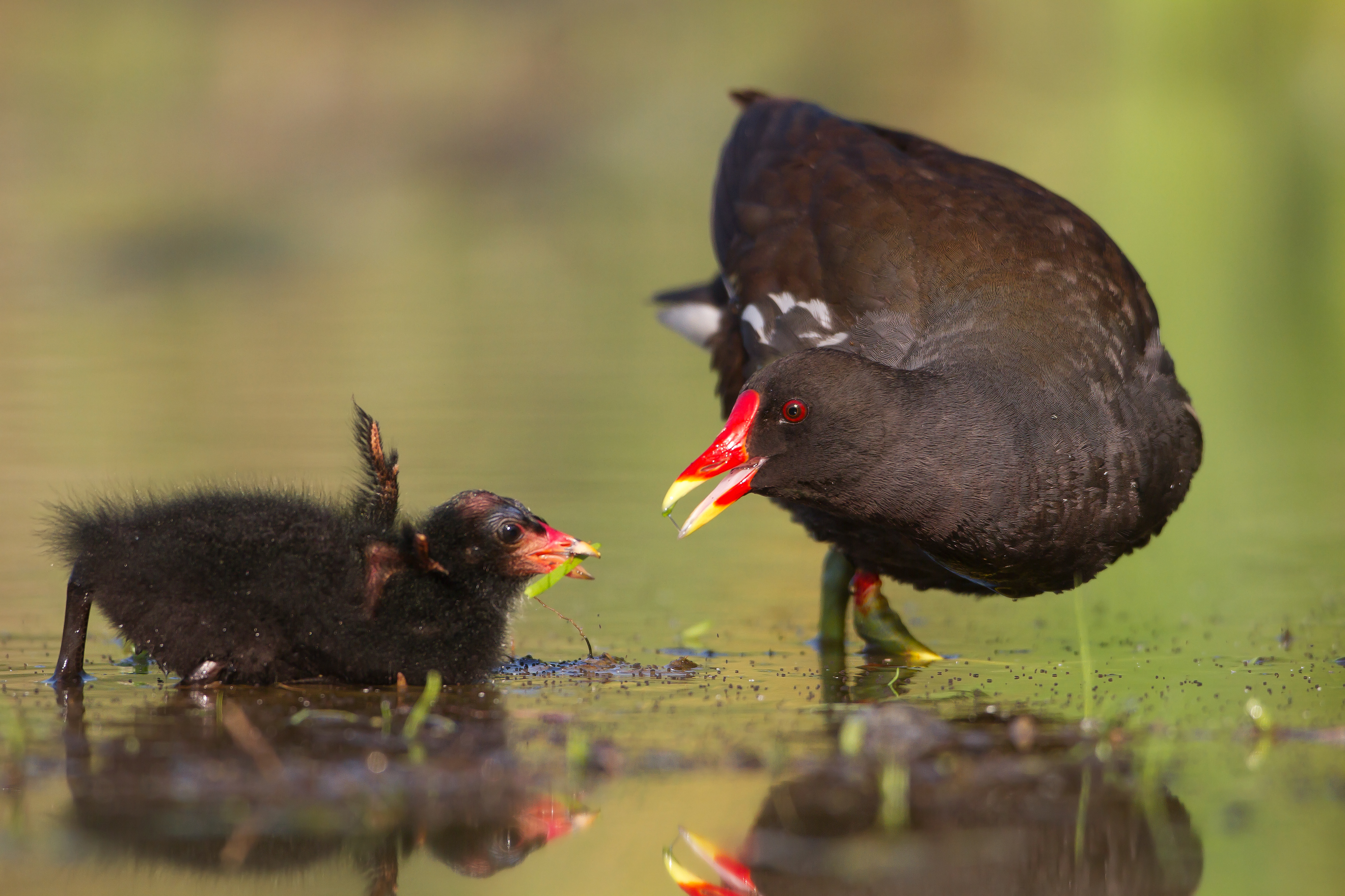 27082013152434 1625 art 1288 teichhuhn