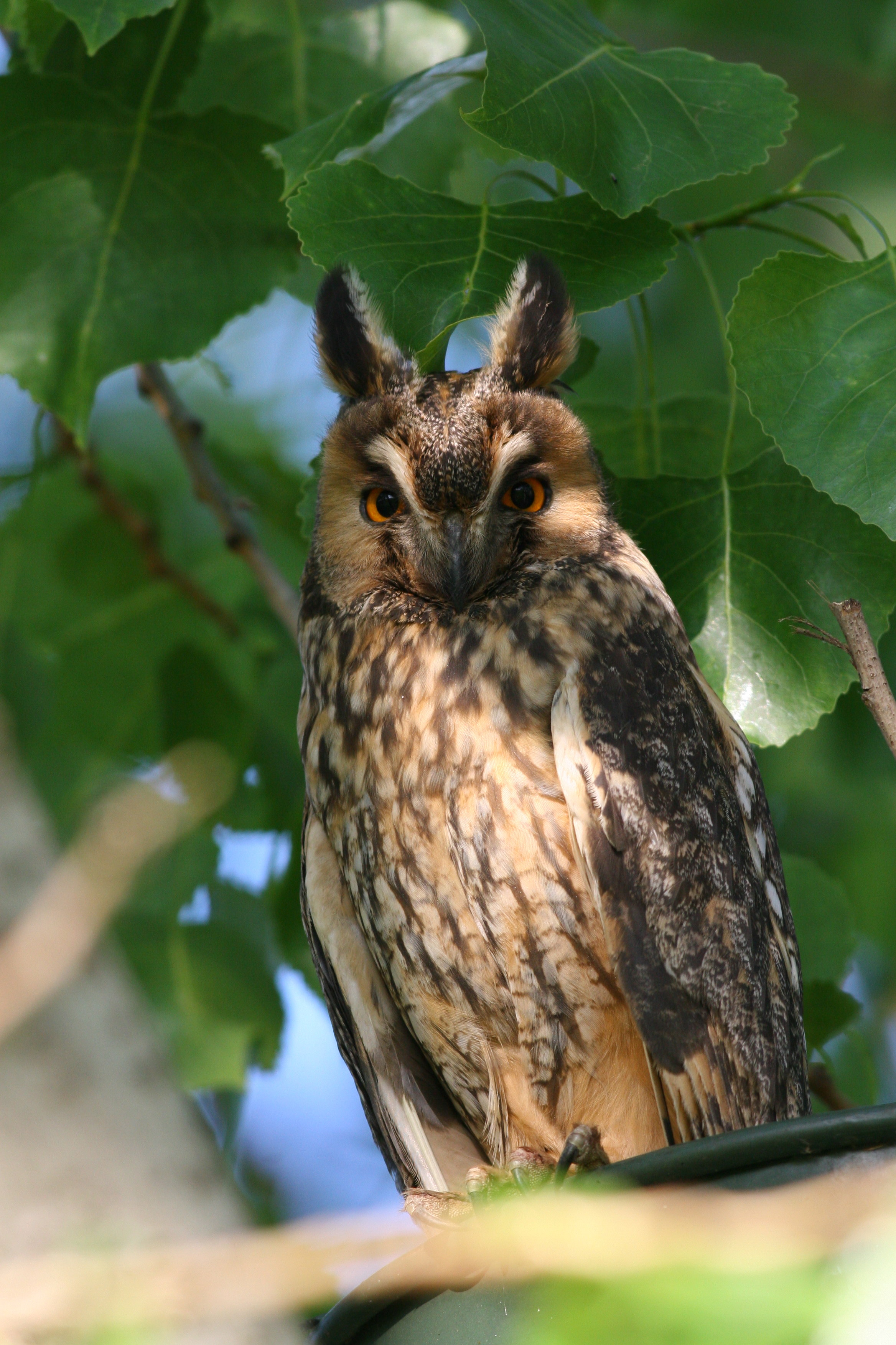 27082013153512 1626 art 1289 wolohreule