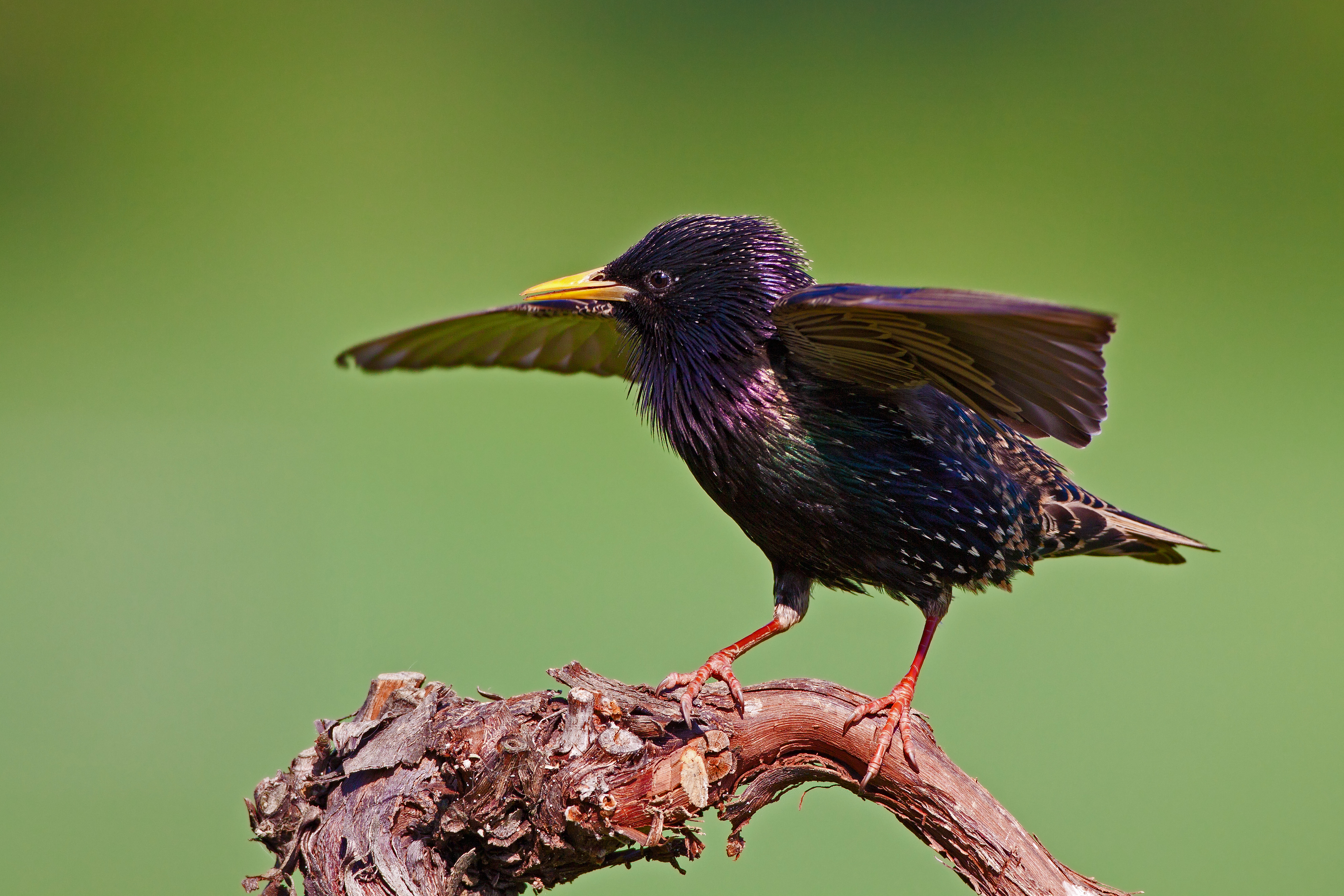 27082013160556 1628 art 1291 star