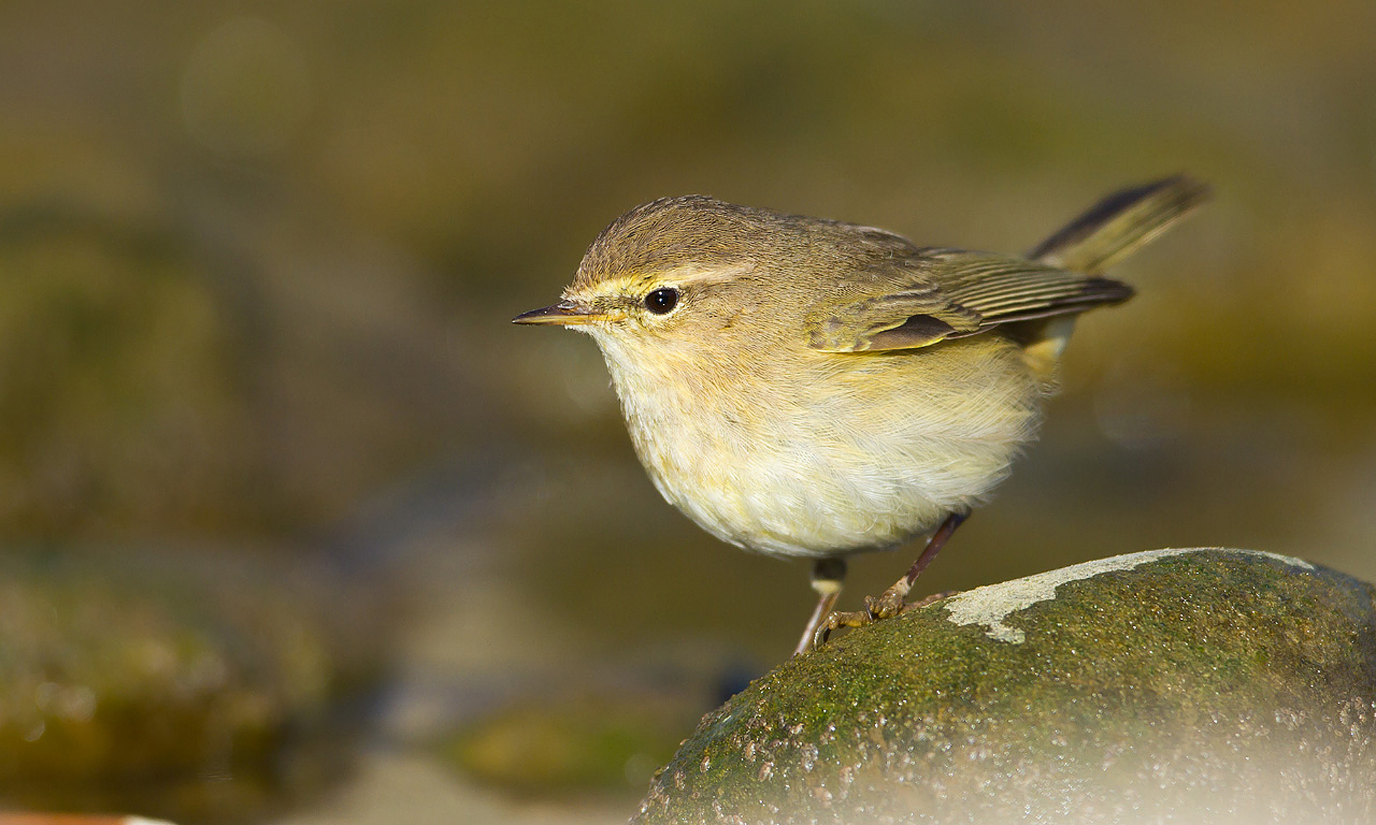 27082013161256 1629 art 1292 zilpzalp