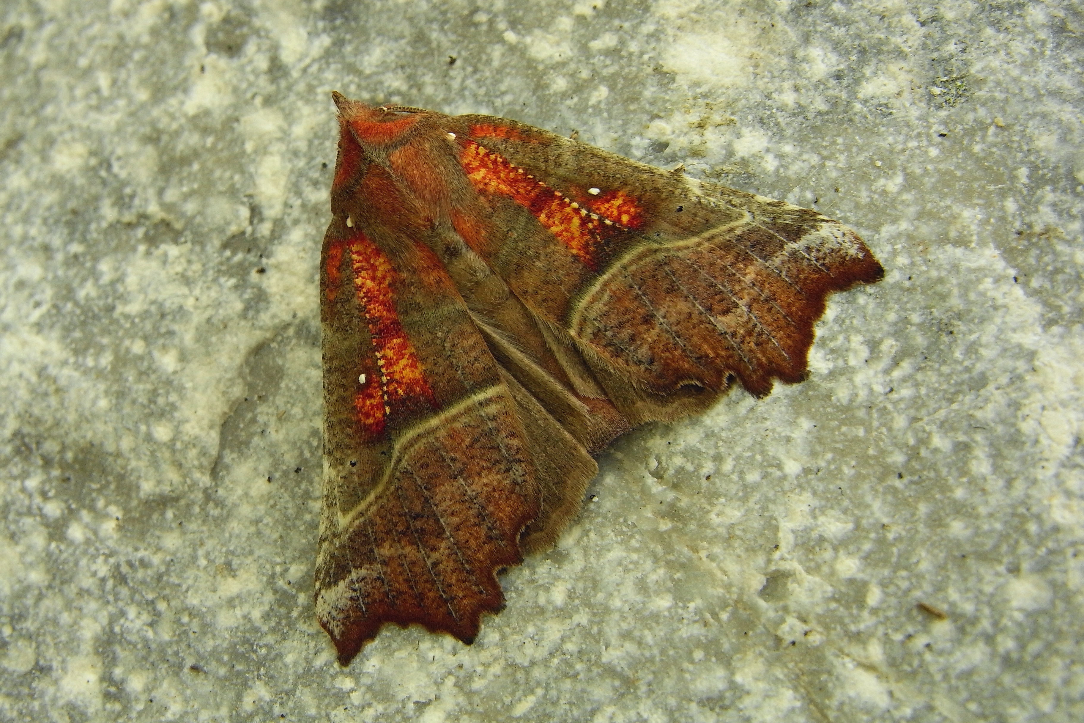 27082013212229 1631 art 534 3409 scol libatrix haindlk 0324