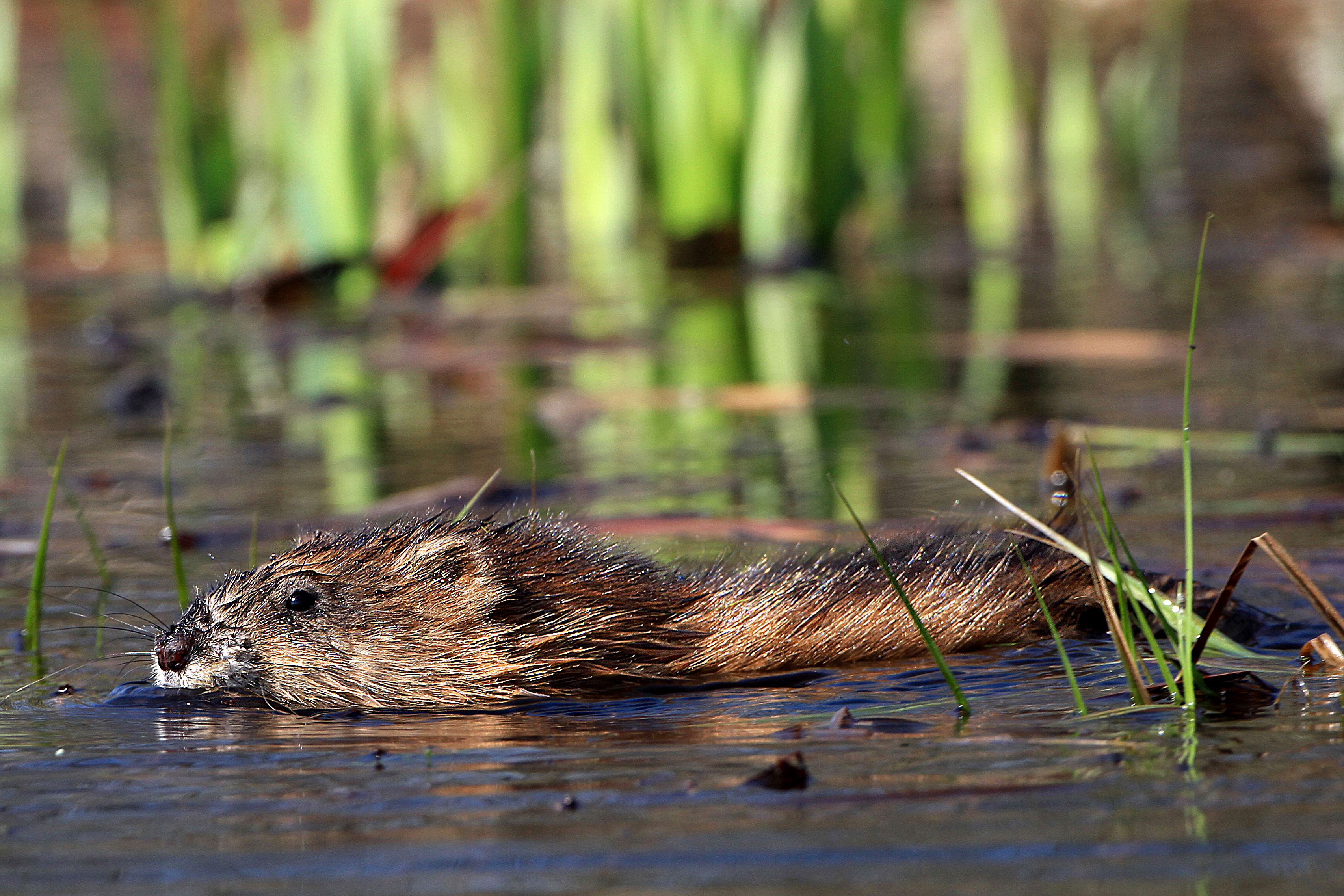 27082013214516 1632 art 977 ondatra zibethicus bisamratte3.2