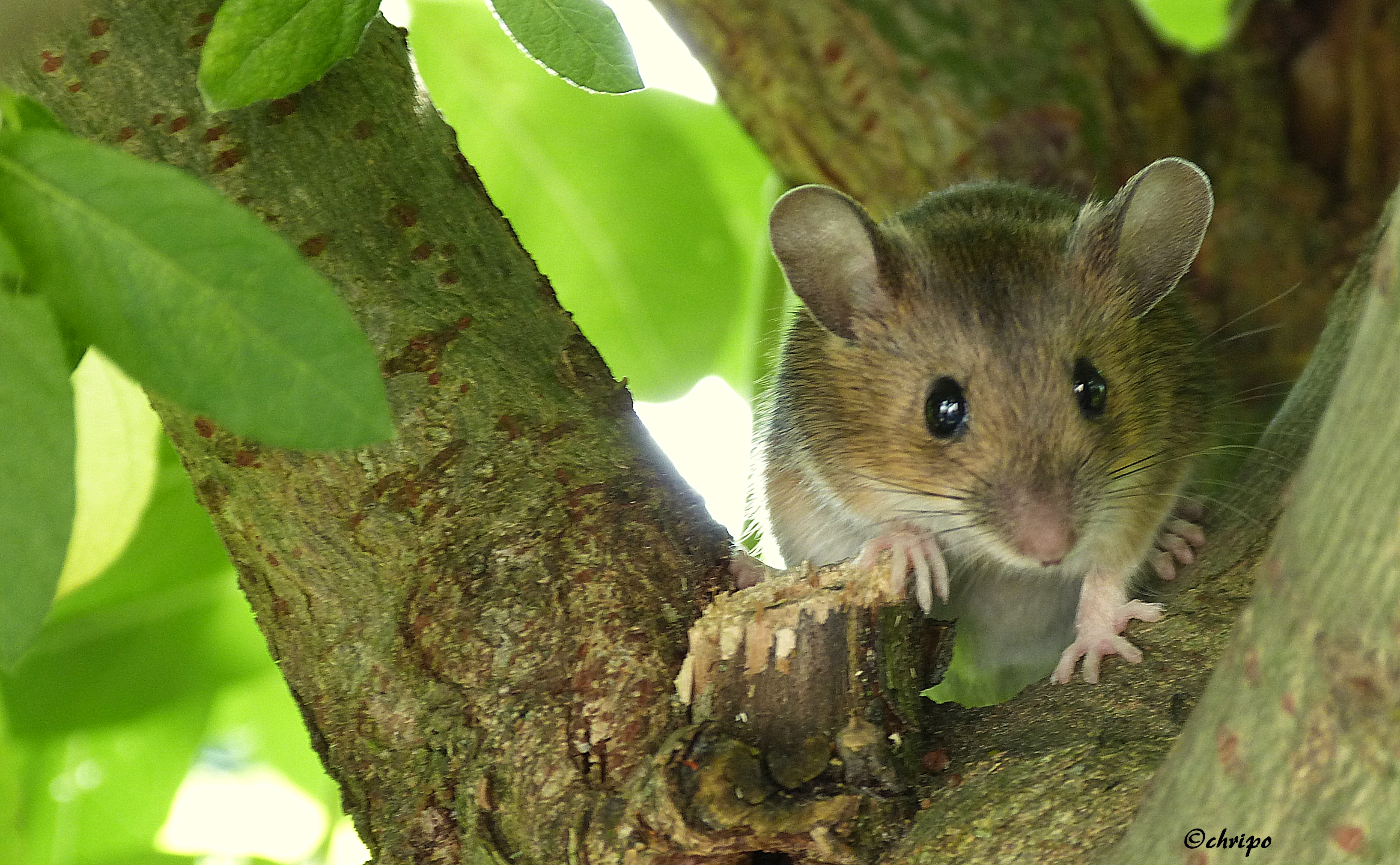 27082013215324 1634 art 991 maus christa posch