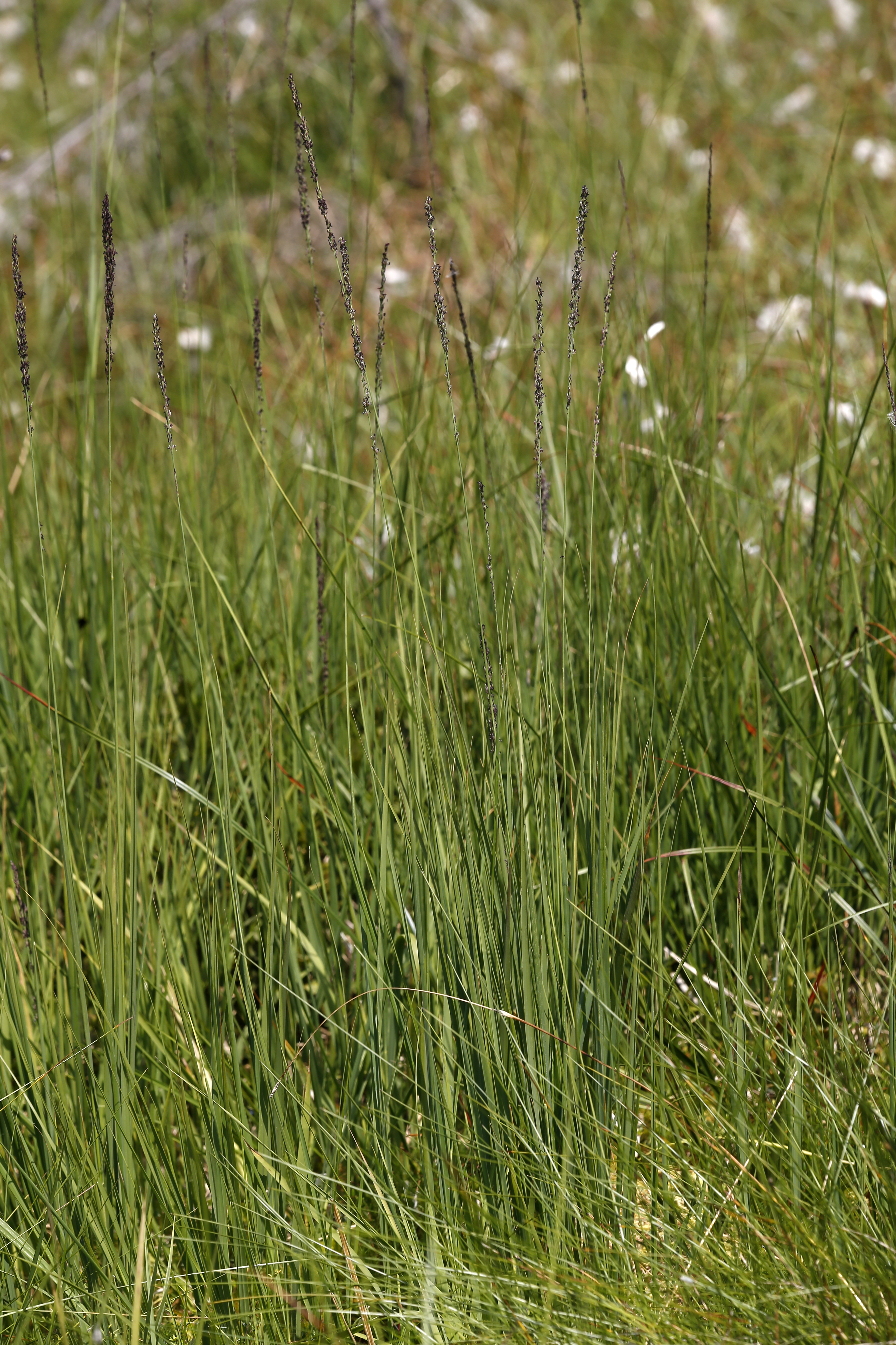 27082013215855 1635 art 569 molinia caerulea blaues pfeifengras1.1