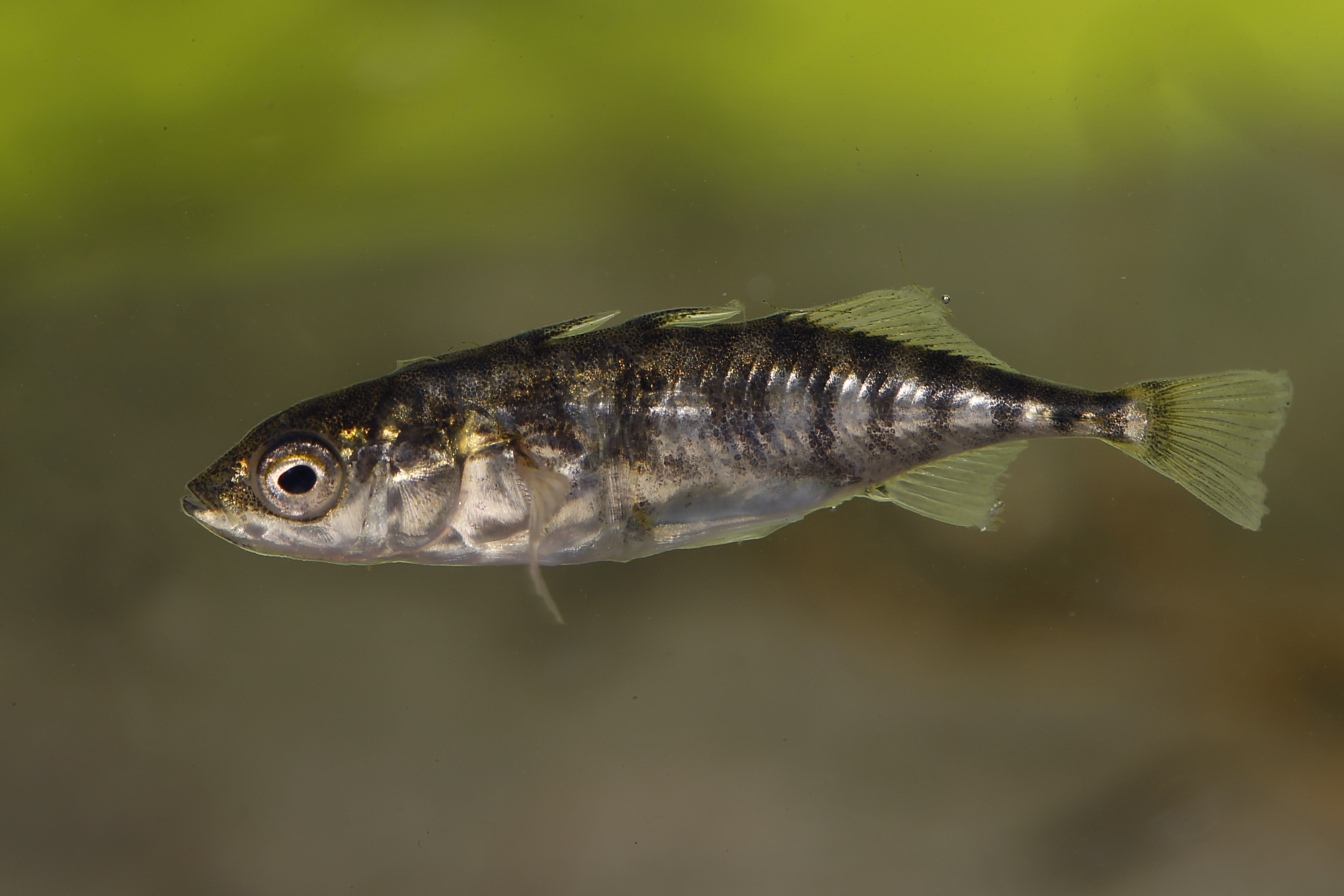 27082013220739 1636 art 1179 gasterosteus aculeatus dreistacheliger stichling1.2