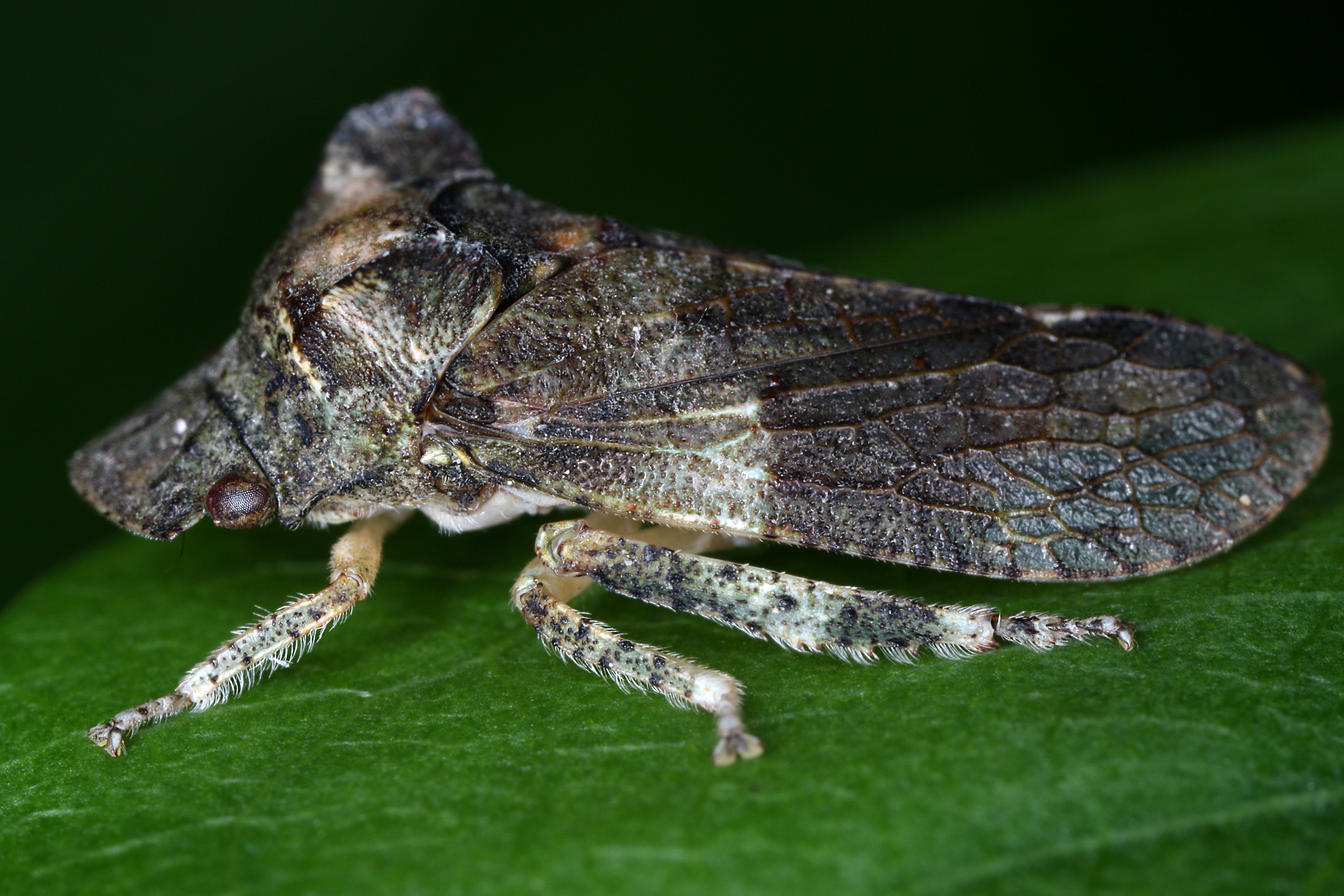 27082013221027 1637 art 965 ledra aurita echte ohrzikadem2.2