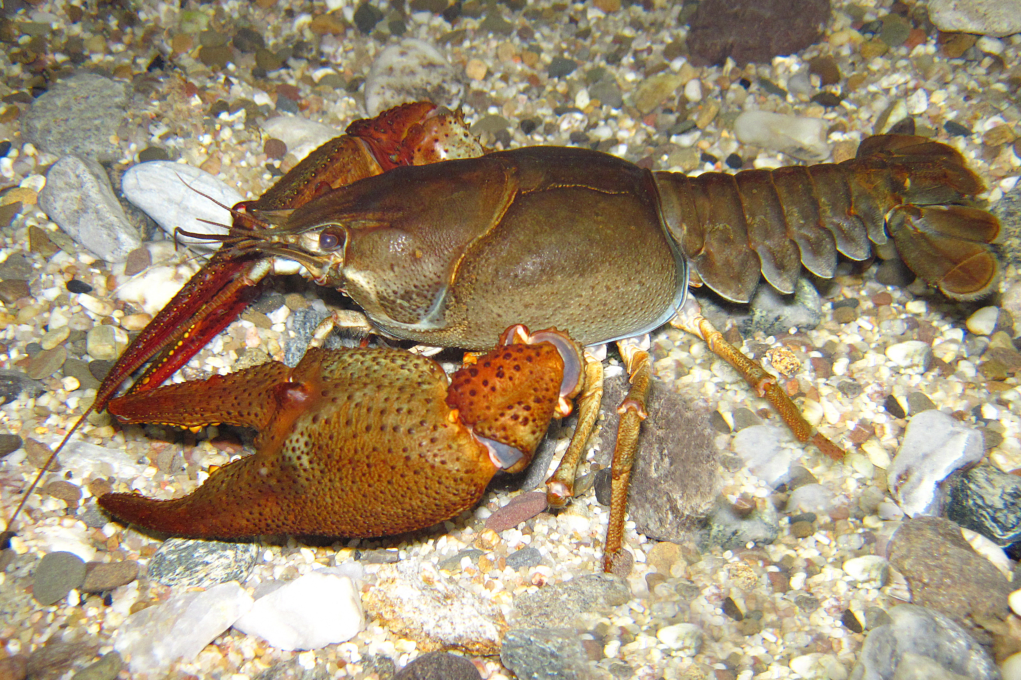 27082013222649 1639 art 1177 astacus astacus europaischer flusskrebs edelkrebs1.2