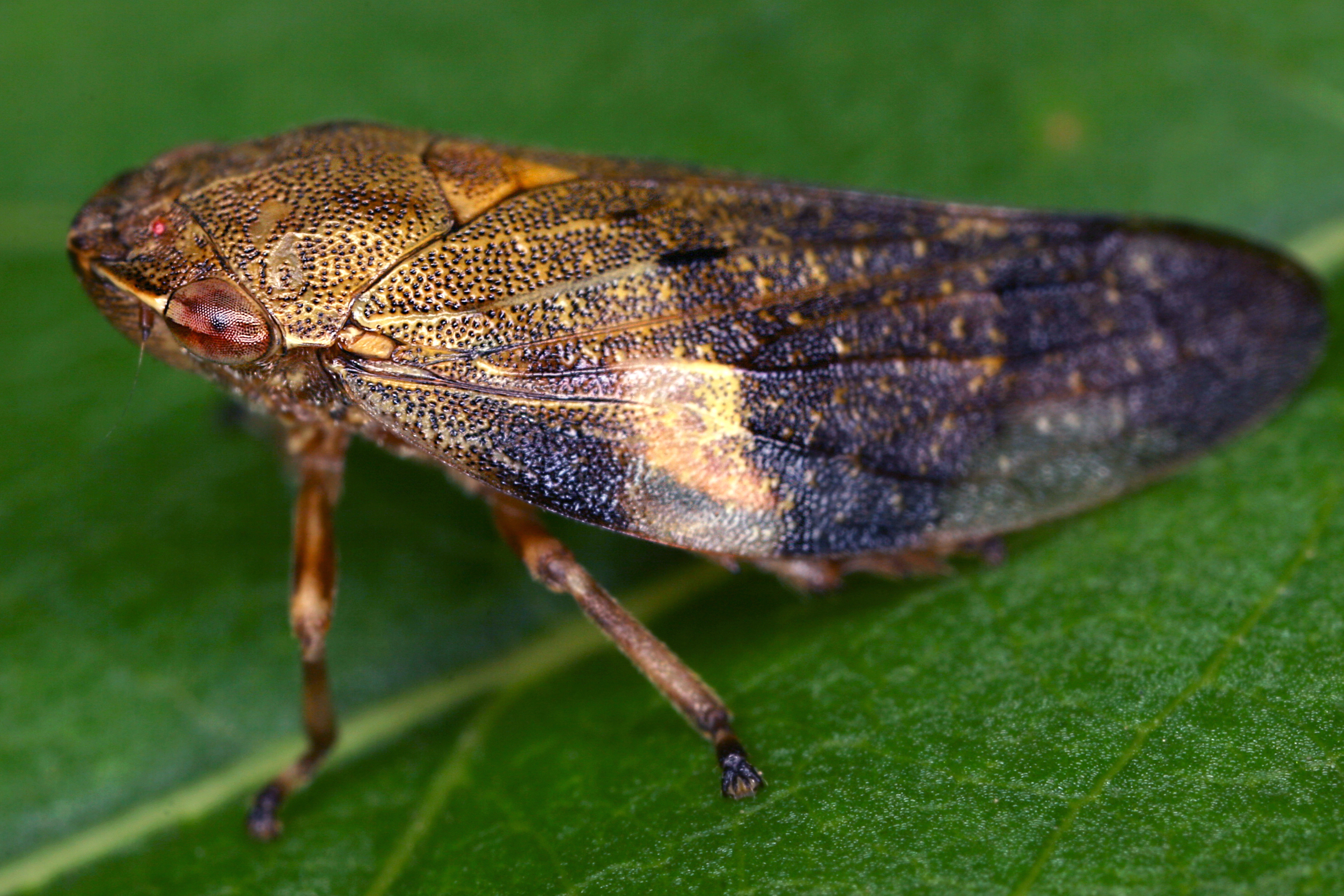 27082013222842 1642 art 966 aphrophora alni erlenschaumzikade13.1