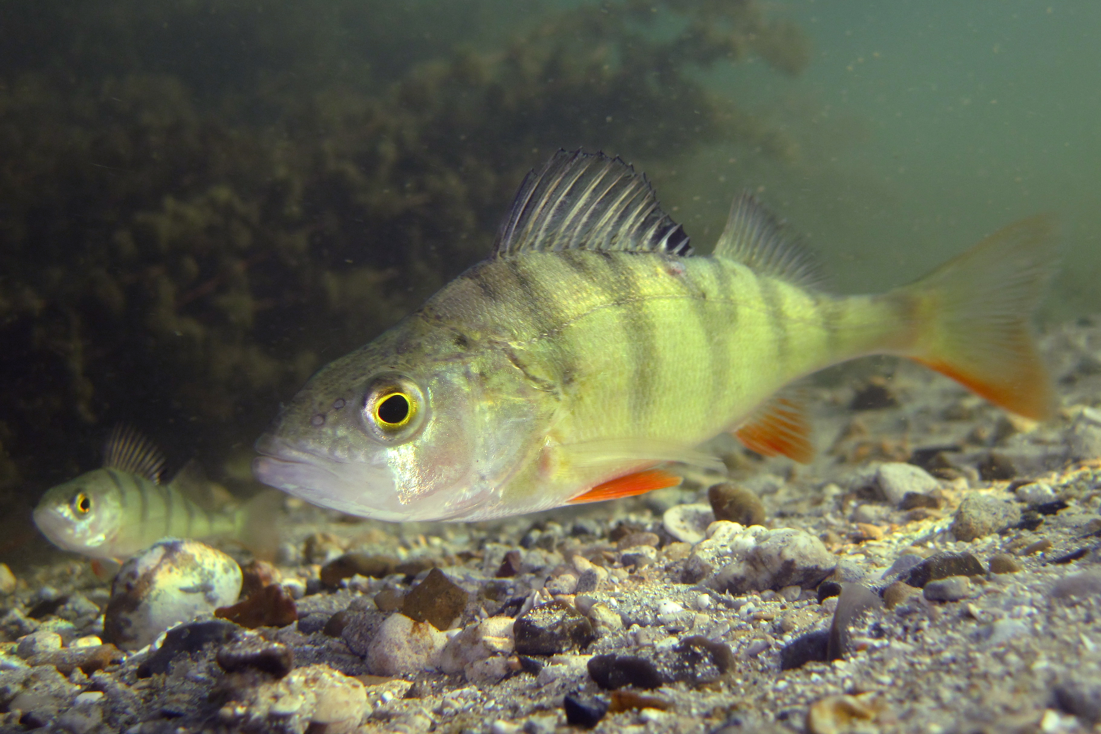 27082013223146 1643 art 1090 perca fluviatilis flussbarsch11.2