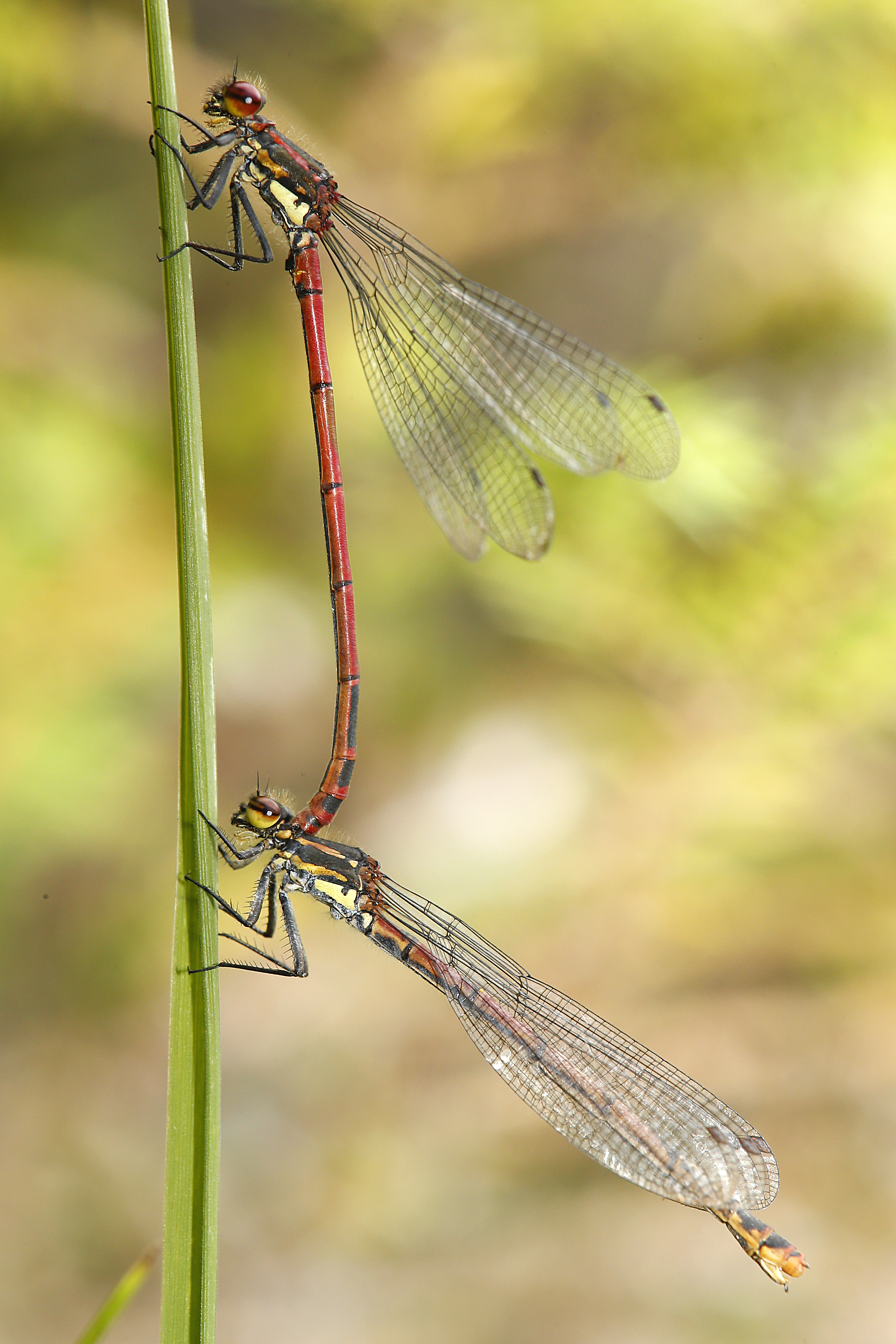 27082013224550 1644 art 890 pyrrhosoma nymphula fruhe adonislibellek1.2