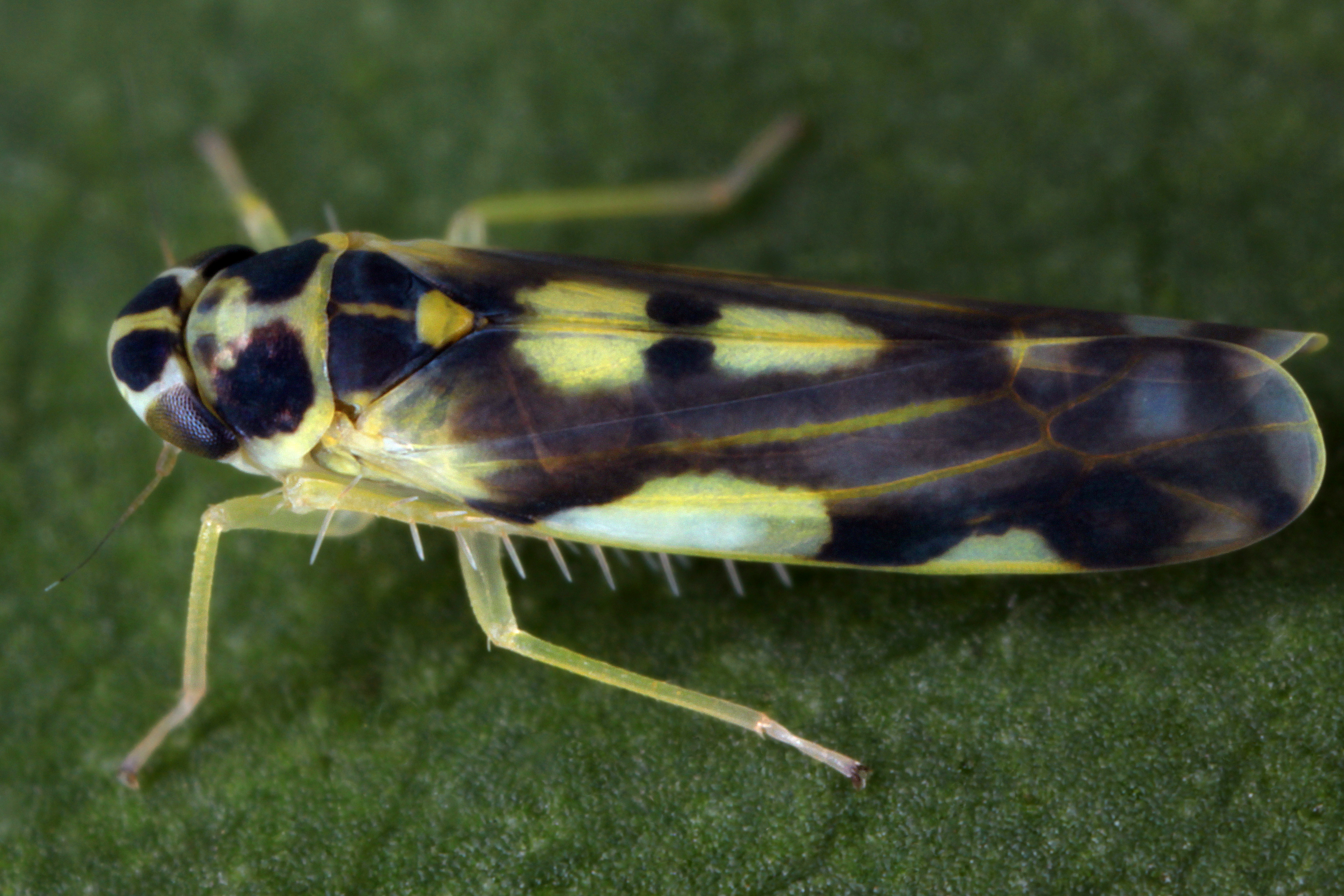 27082013224958 1645 art 971 eupteryx aurata gold blattzikadew1.2