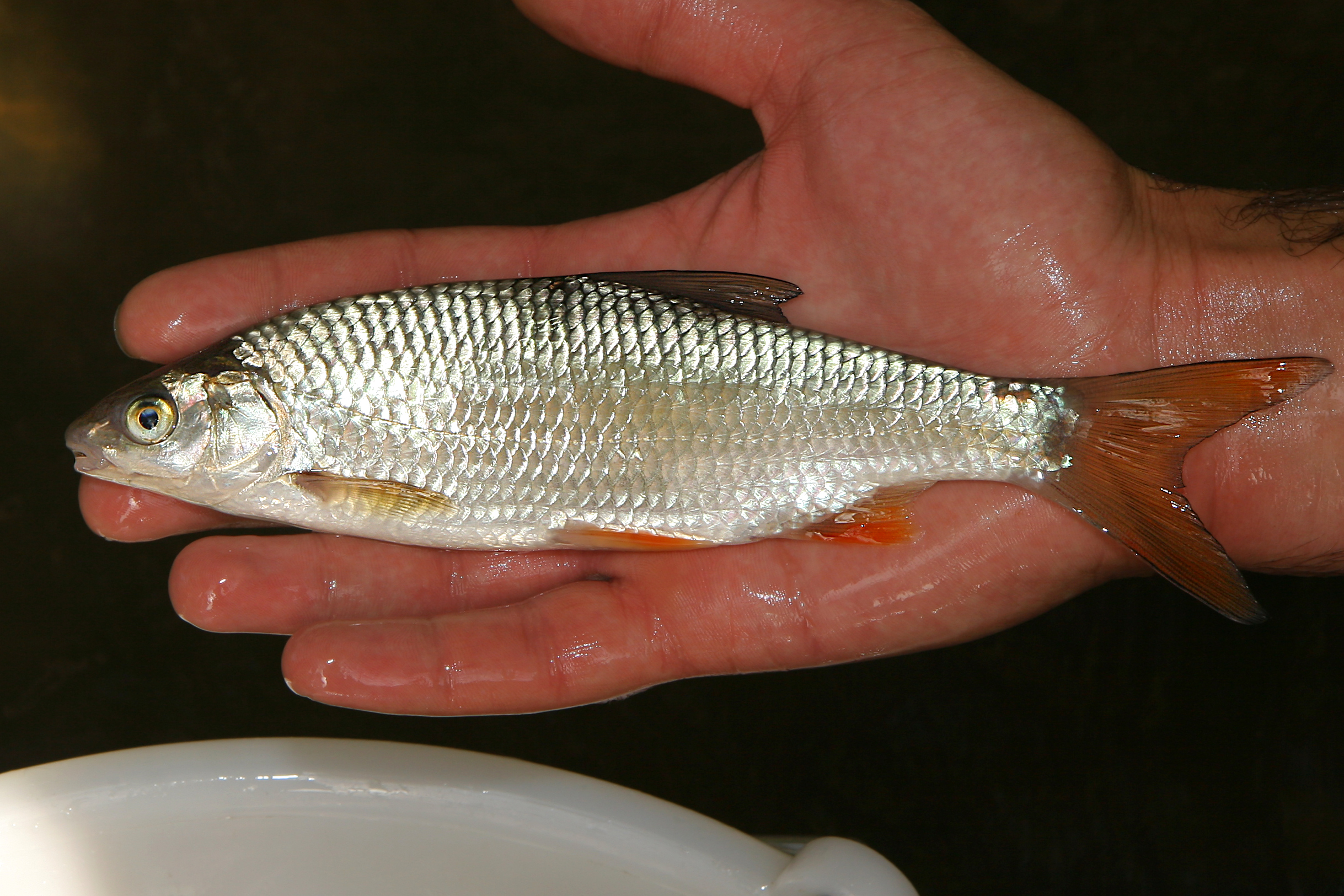 27082013225328 1646 art 1082 leuciscus leuciscus hasel1.2