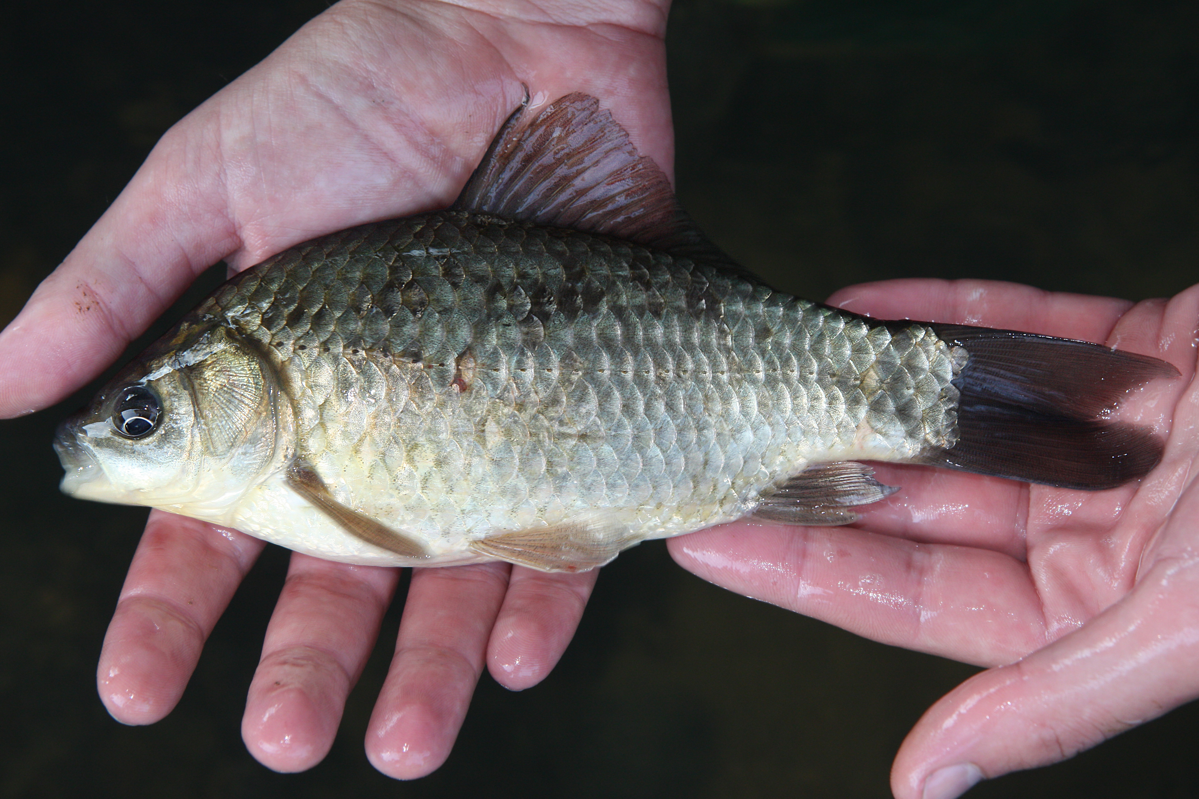 27082013230610 1647 art 1140 carassius cf carassius karausche2.2