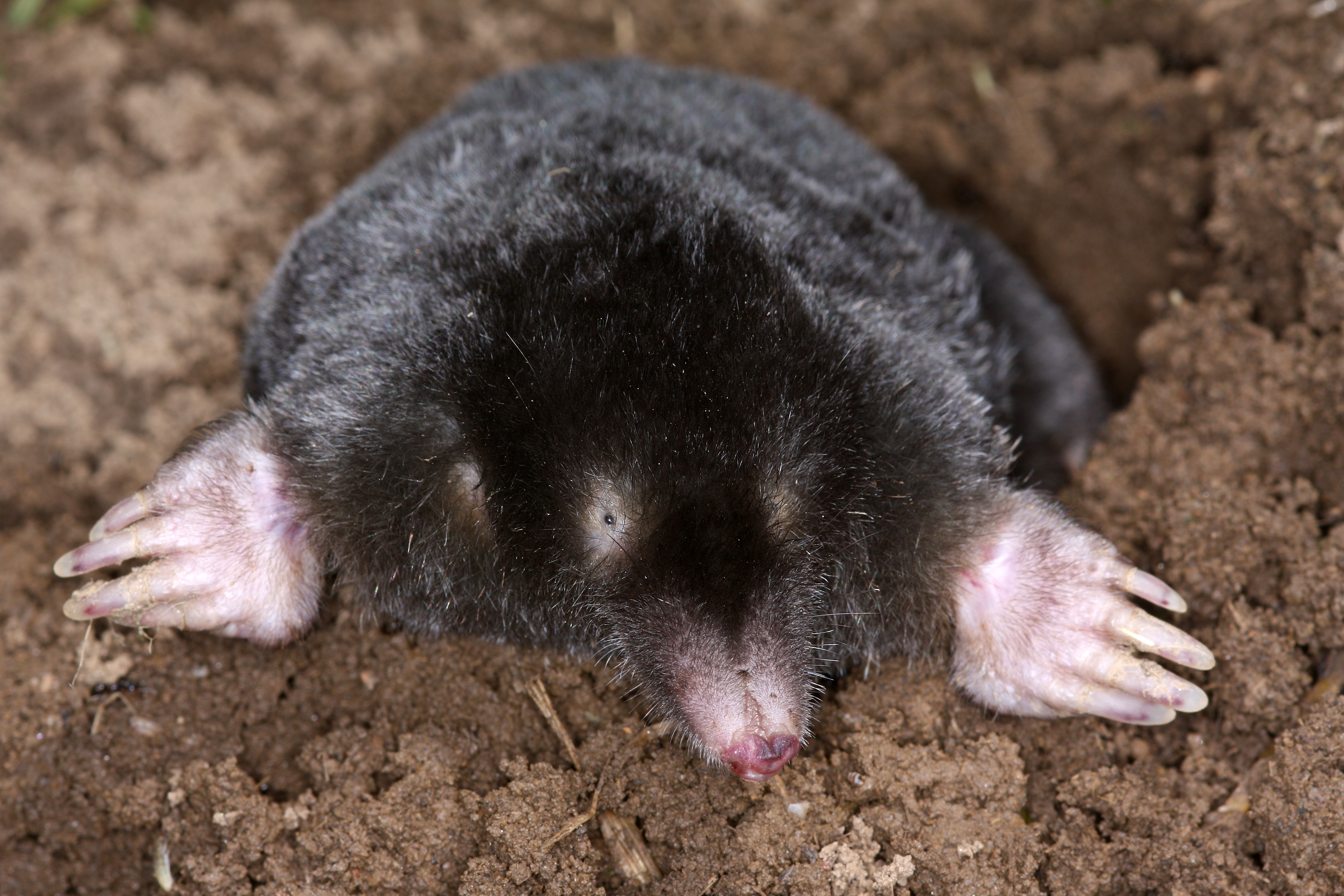 27082013230905 1648 art 923 talpa europaea europaische maulwurf1.2