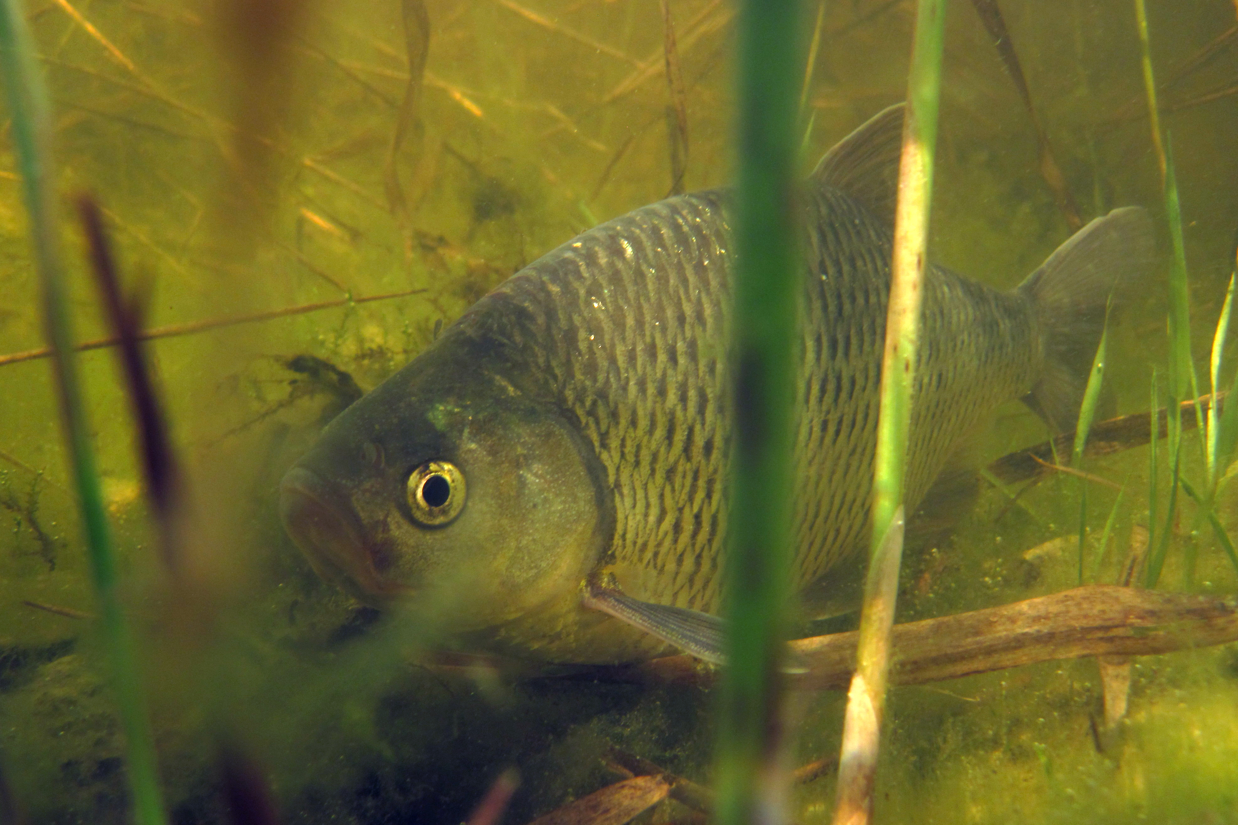 27082013231143 1649 art 1143 leuciscus idus nerfling1.1