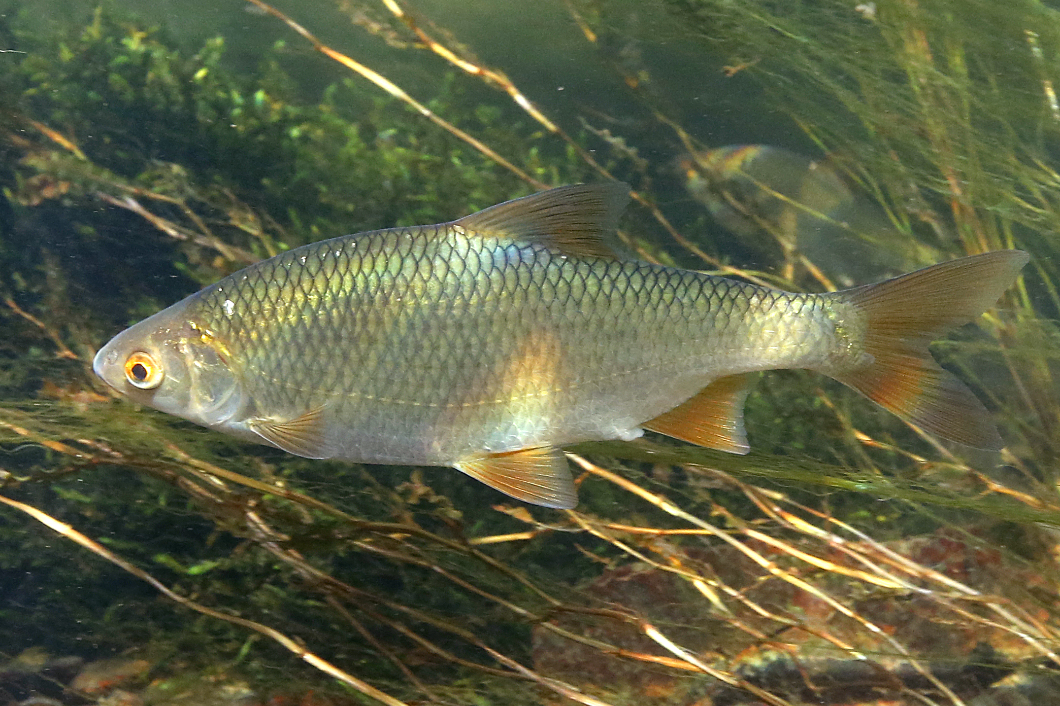 27082013232019 1651 art 1089 rutilus rutilus rotauge5.2