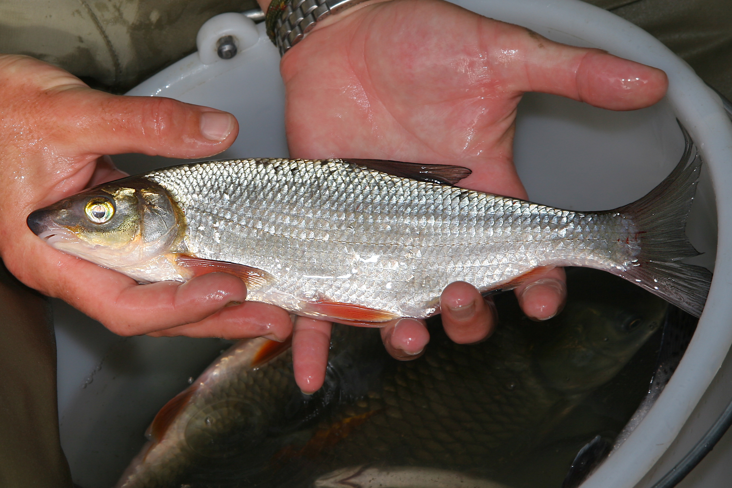 27082013232238 1652 art 1164 vimba vimba rusnase1.2