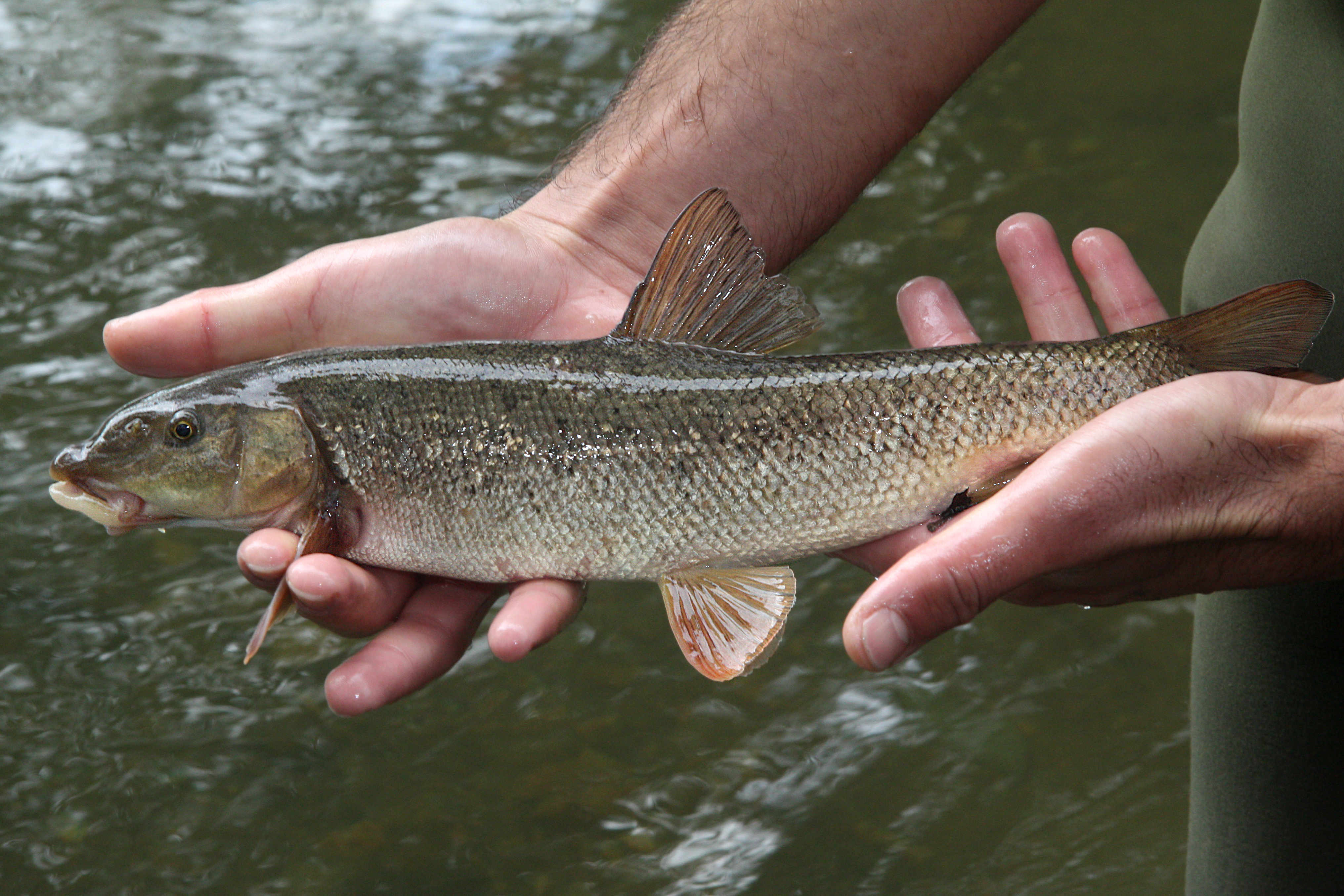 27082013232548 1653 art 1165 barbus petenyi gruppe hundsbarbe semling6.2