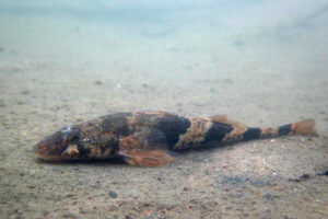 27082013232844 1654 art 1135 zingel streber streber2.1