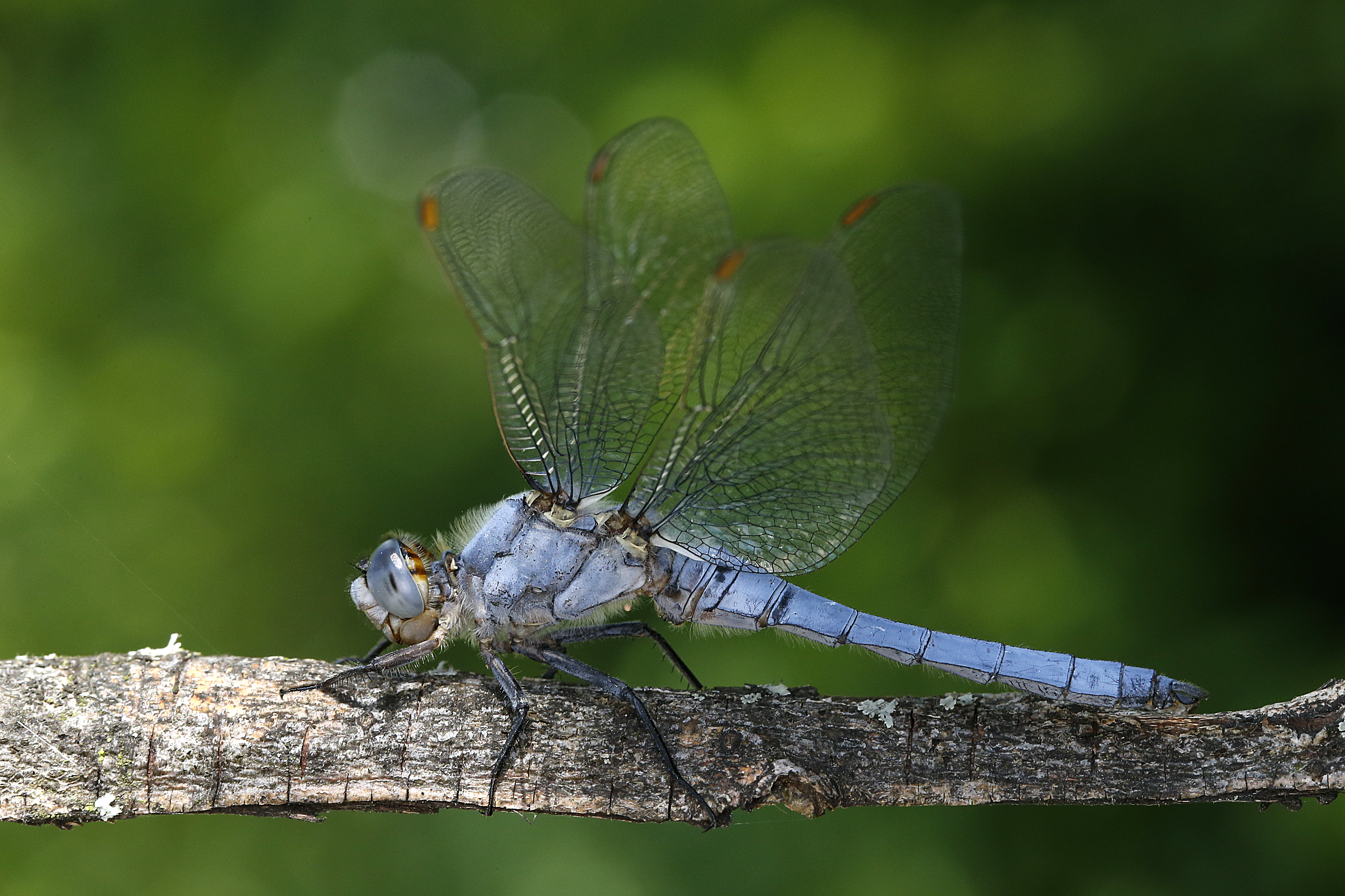 27082013233344 1655 art 1036 orthetrum brunneum sudlicher blaupfeil1.2