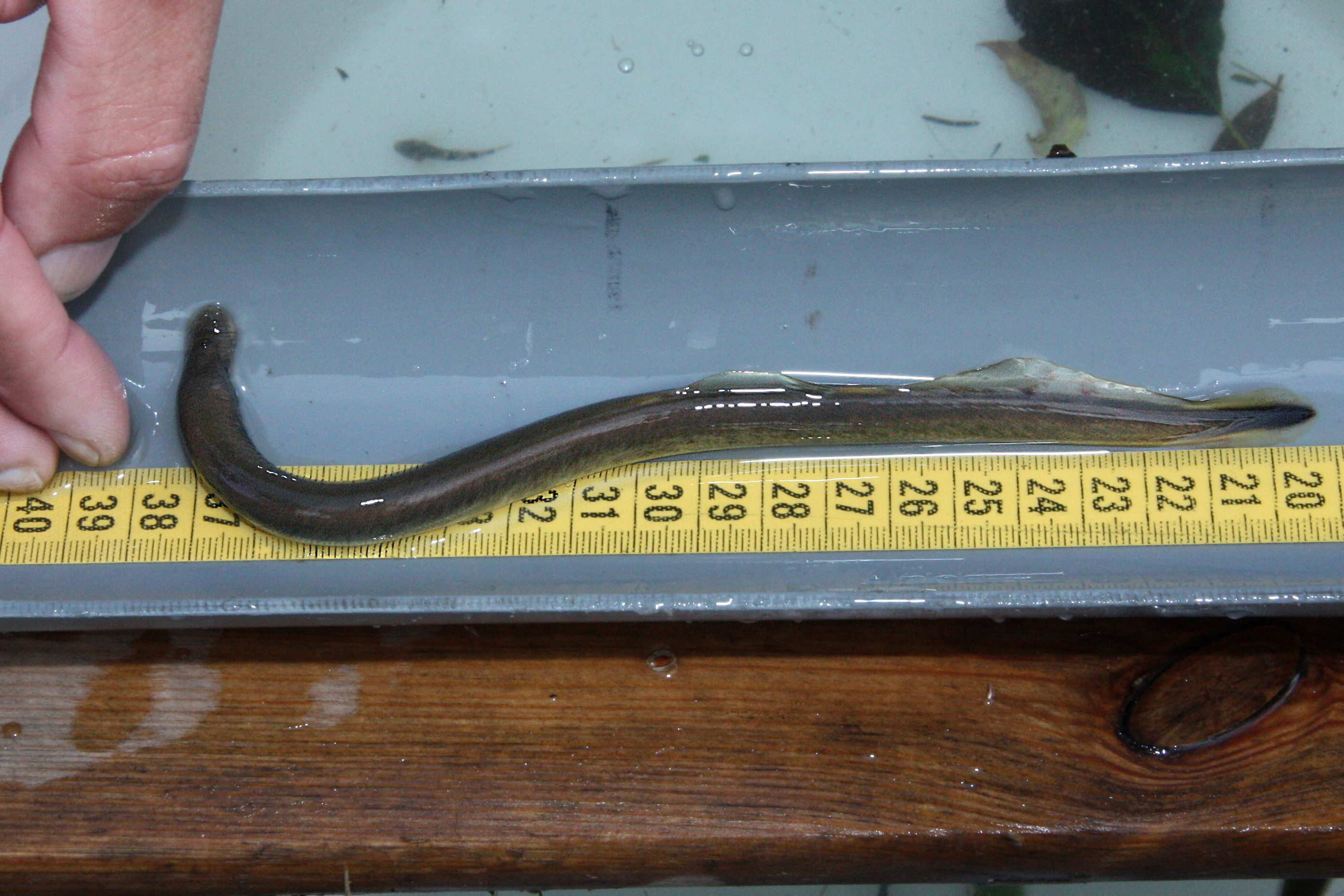 27082013233949 1656 art 1168 eudontomyzon mariae ukraninisches bachneunauge1.2