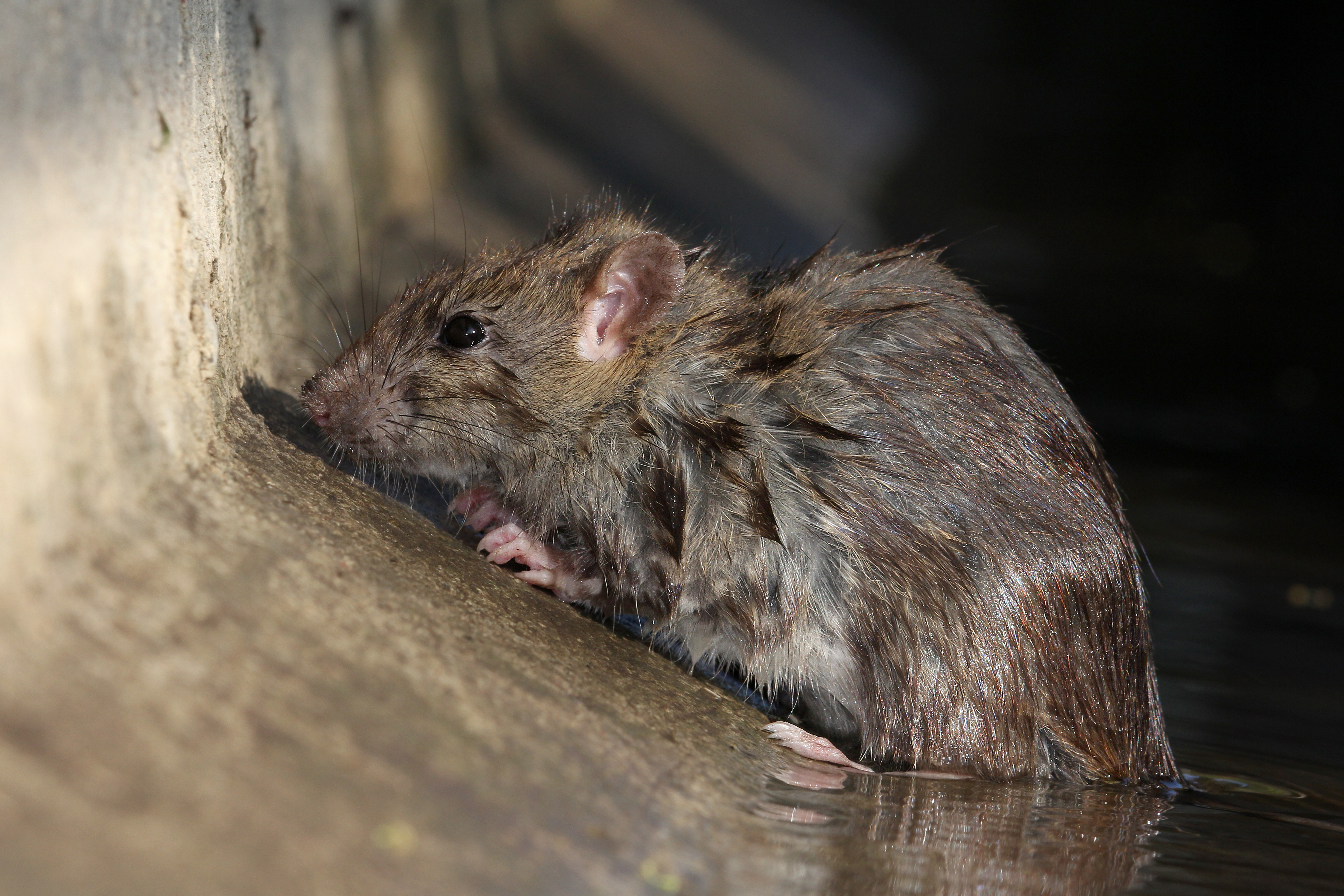 27082013234236 1657 art 986 rattus norvegicus wanderratte1.2