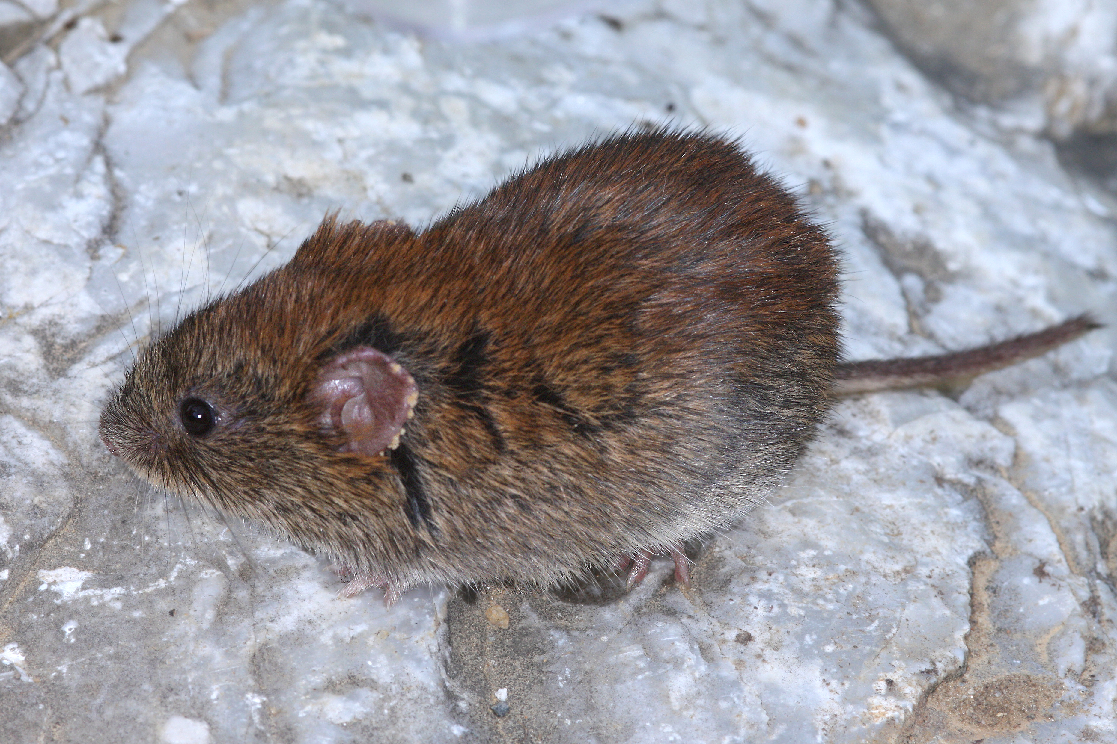 27082013234459 1658 art 984 myodes glareolus rotelmaus waldwuhlmaus1.2