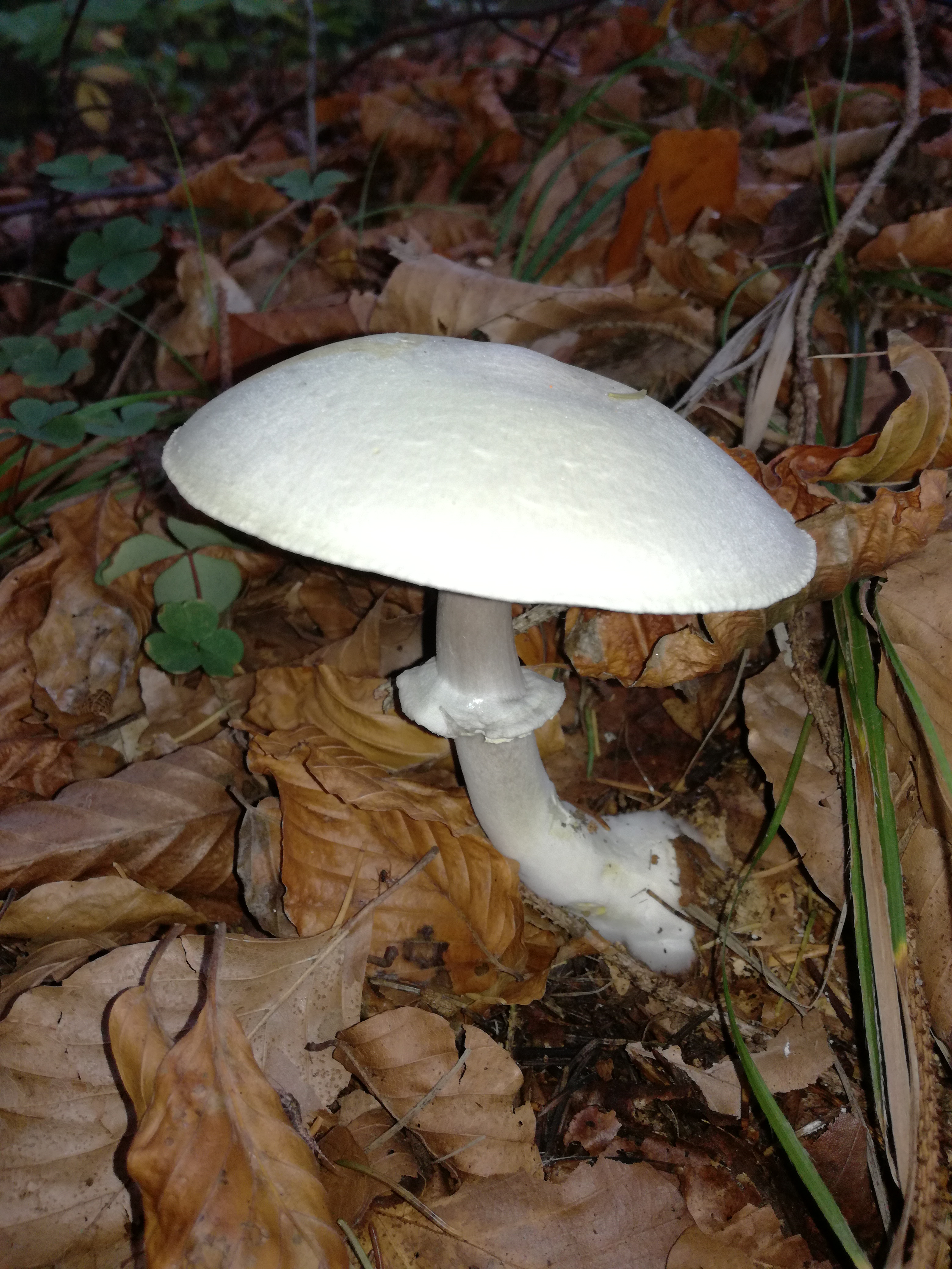 27102017160616 3170 art 1874 img 20171013 154031