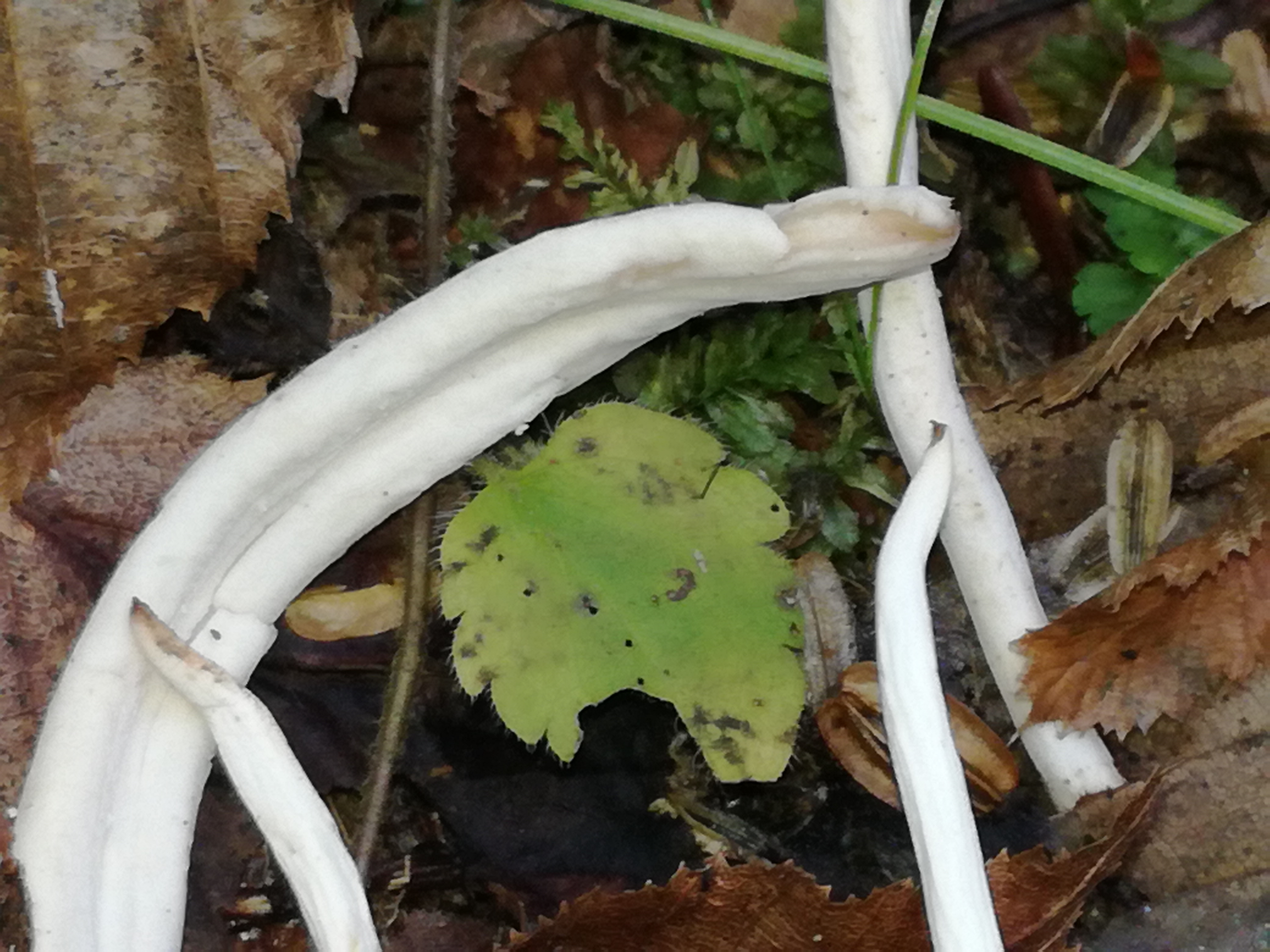 27102017165226 3171 art 1900 img 20171013 154758