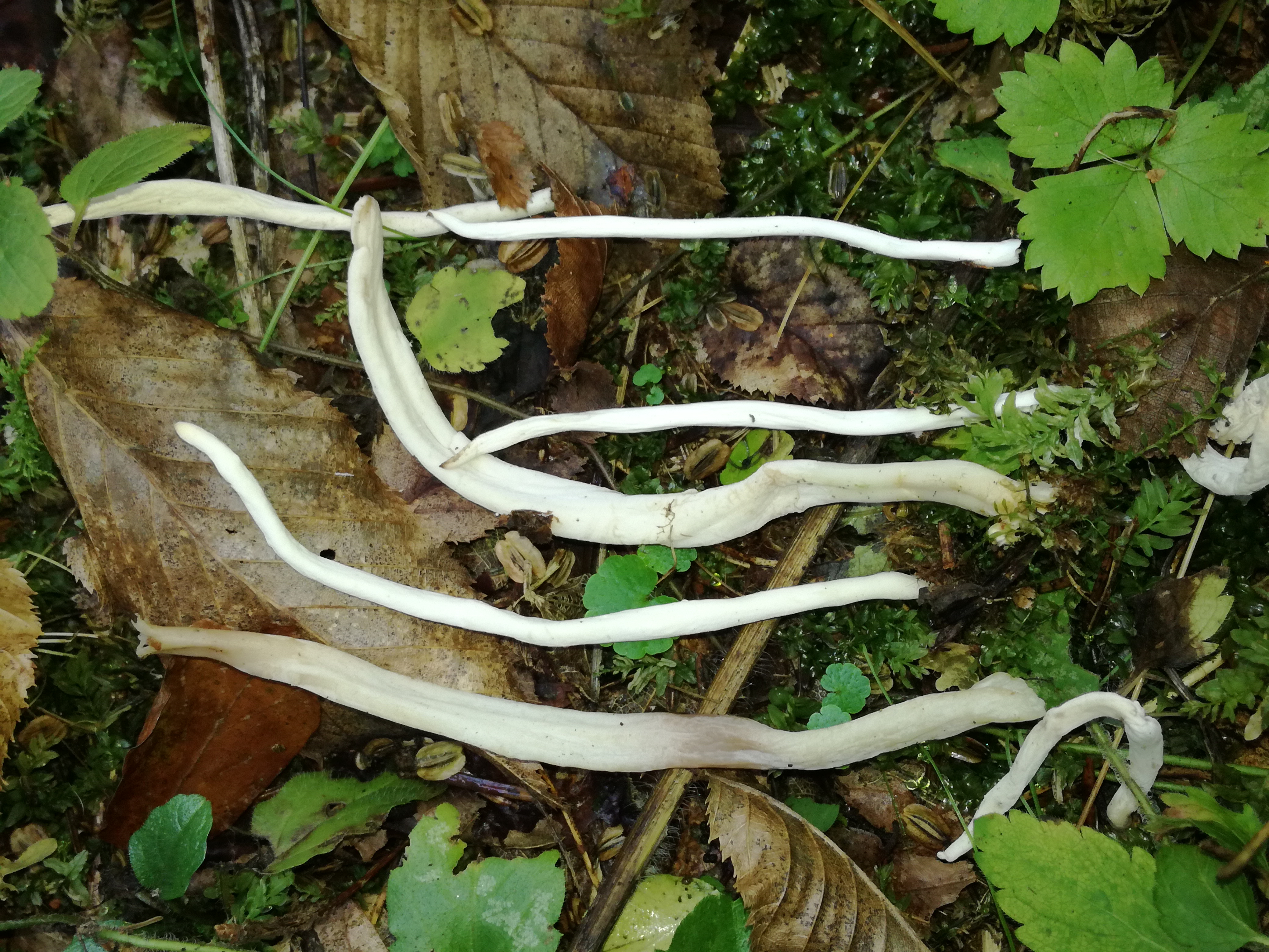 27102017165427 3172 art 1900 img 20171013 154813