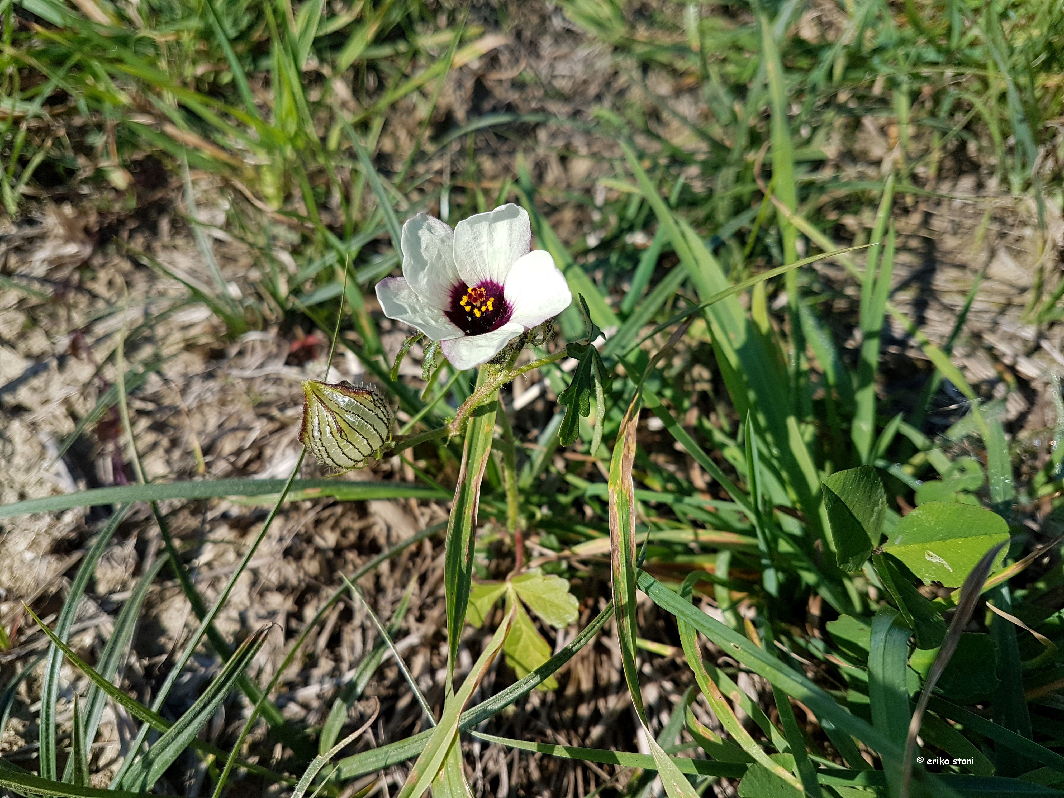 27112017180515 3357 art 1991 20171013 stundenblume erika.stani