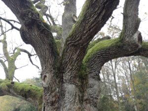 27112017181654 3358 lebensraum 1134 img 20171027 130617