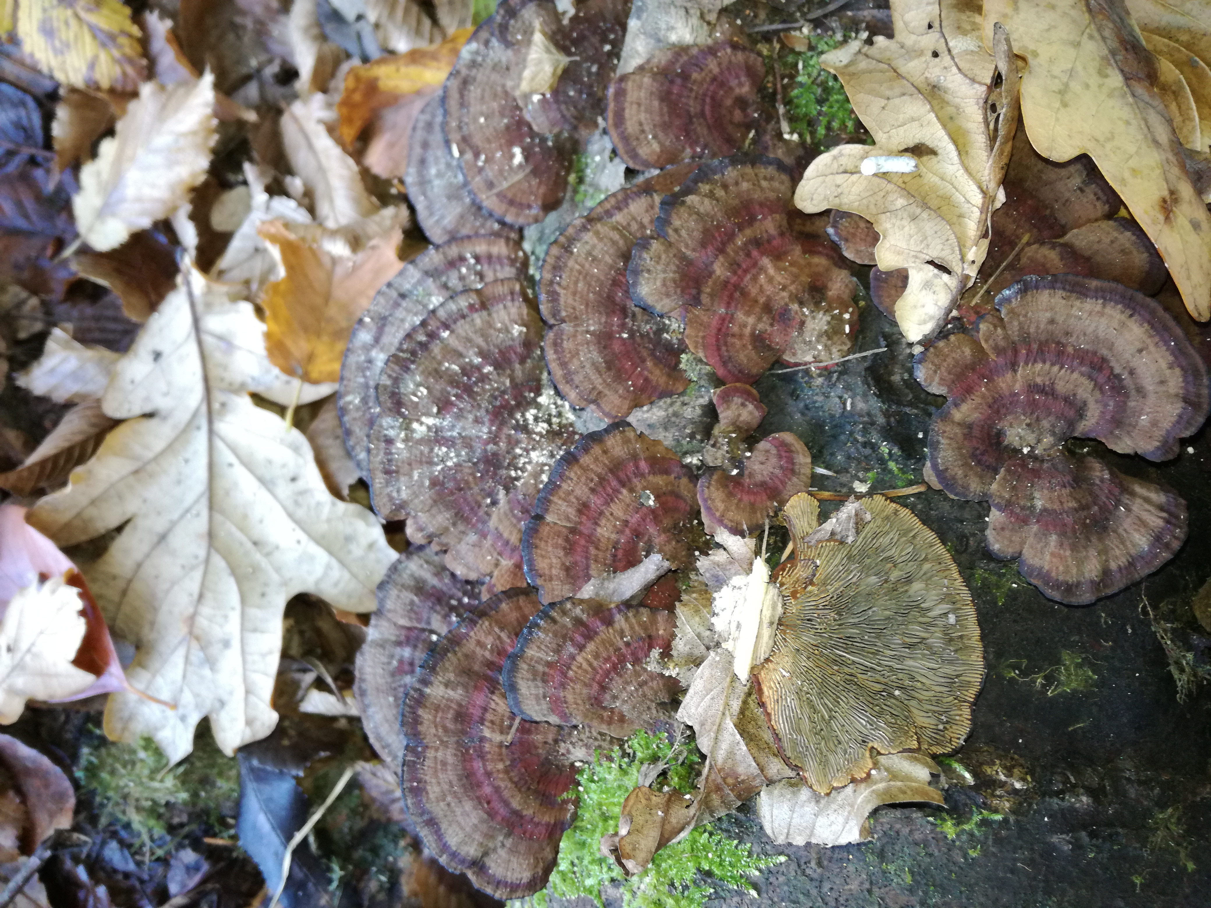 27112017182228 3359 art 781 img 20171105 120504