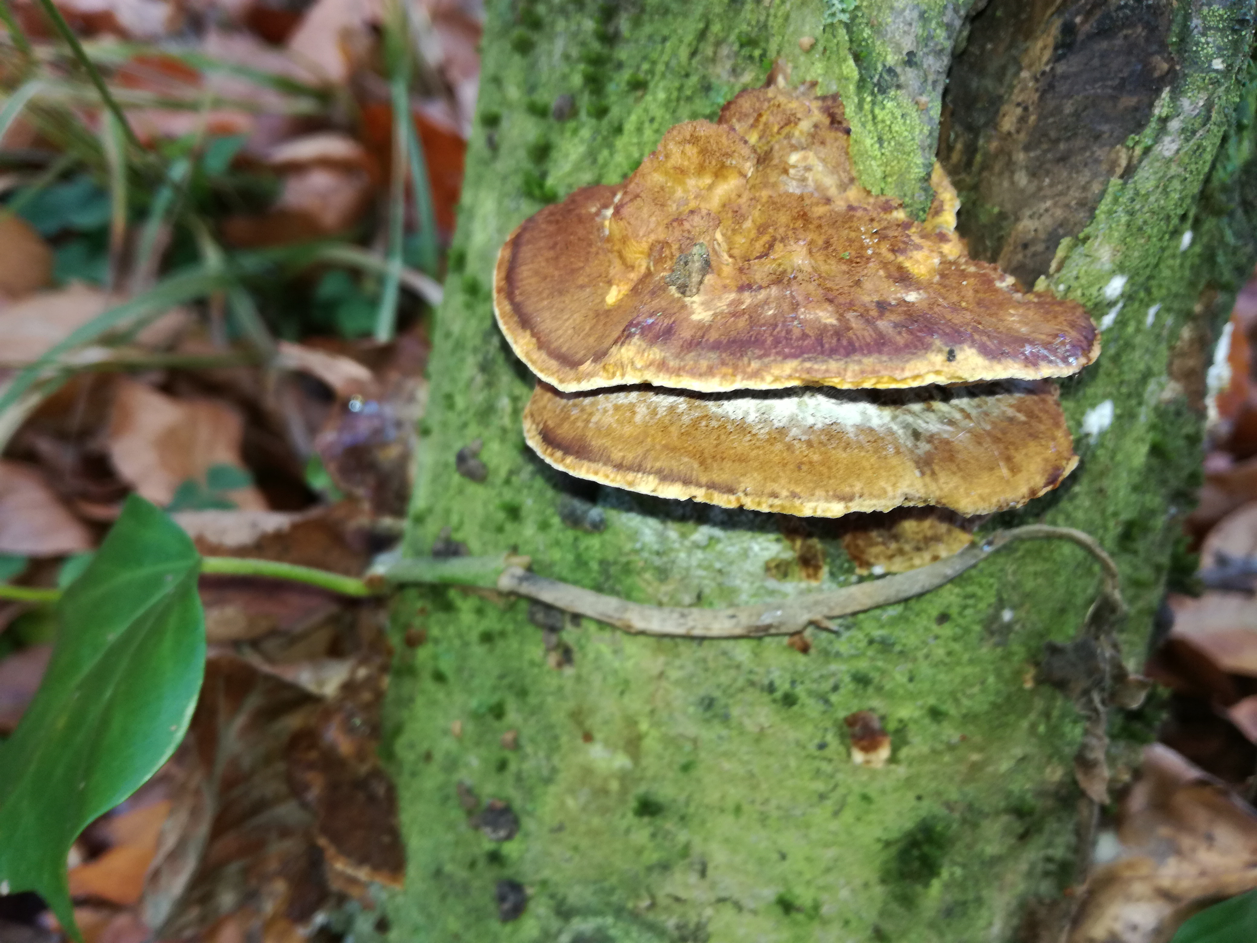 27112017183933 3360 art 1992 img 20171105 122524