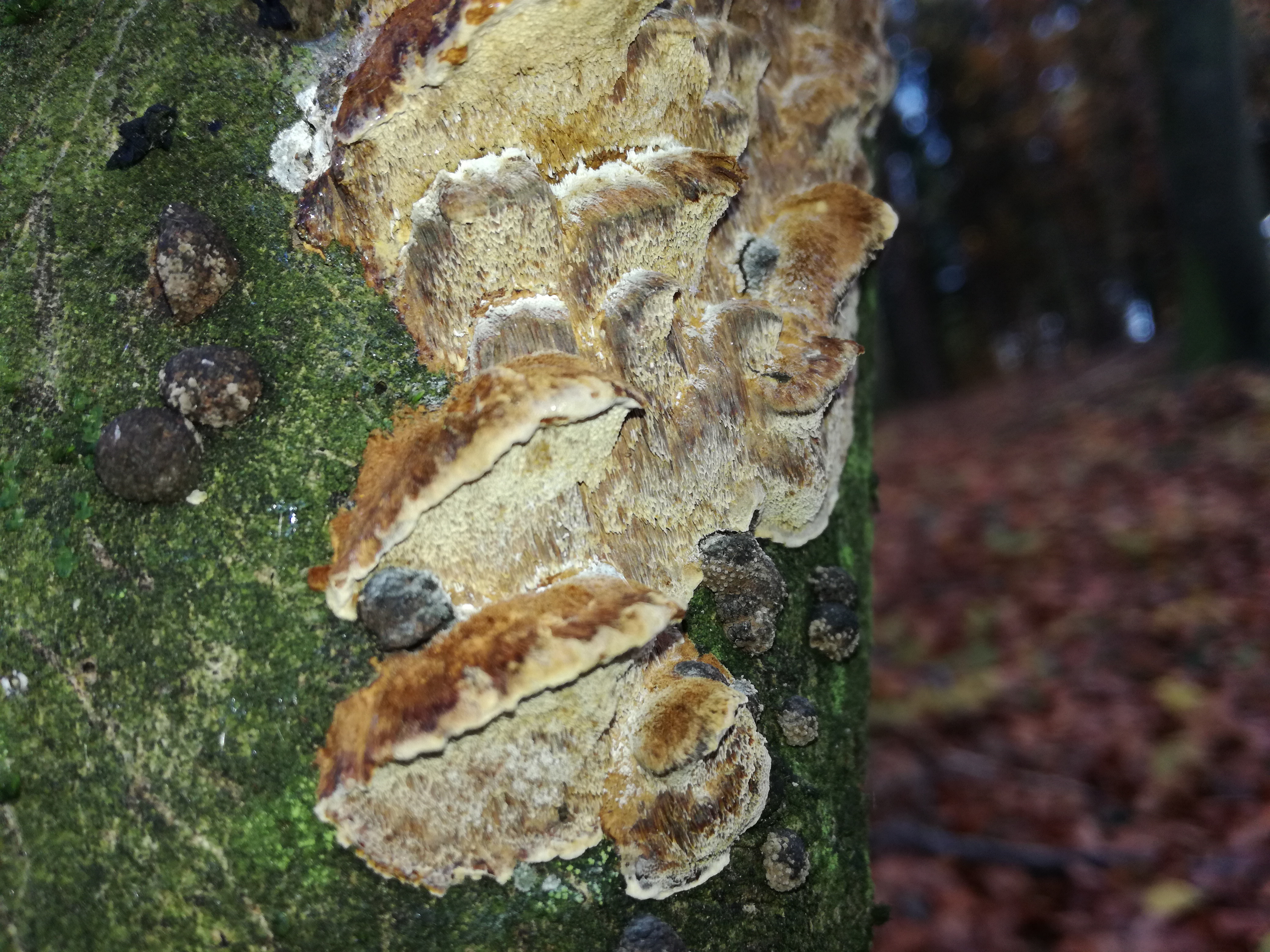 27112017184222 3361 art 1992 img 20171105 122550