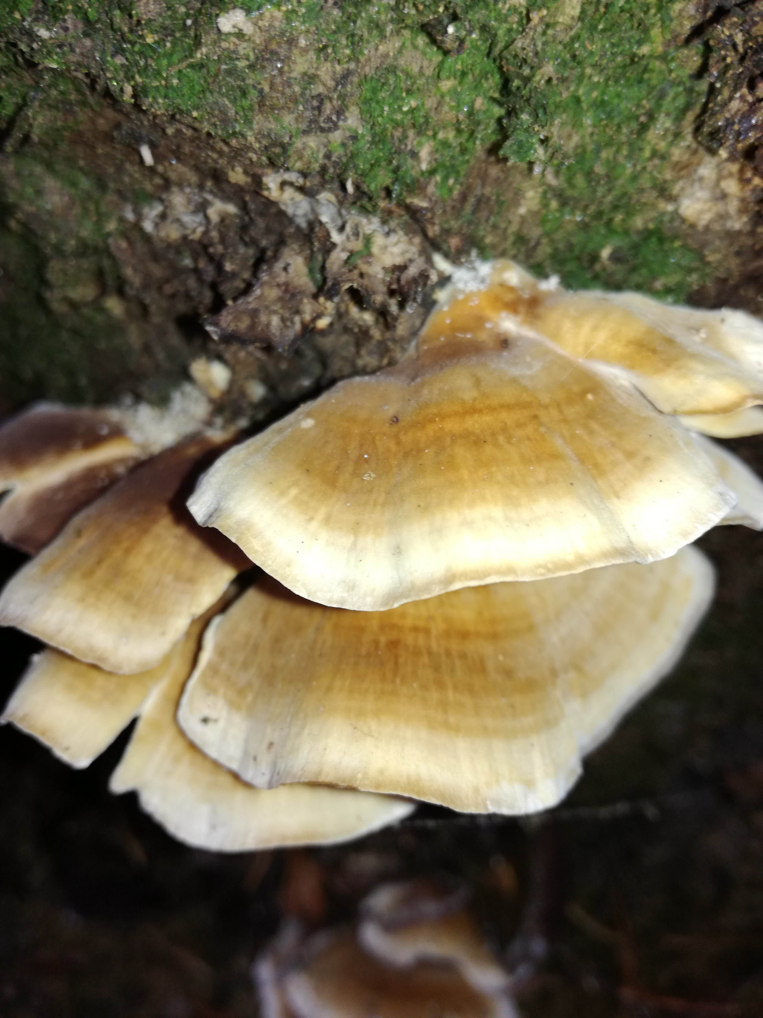 27112017190238 3362 art 1993 img 20171105 123630